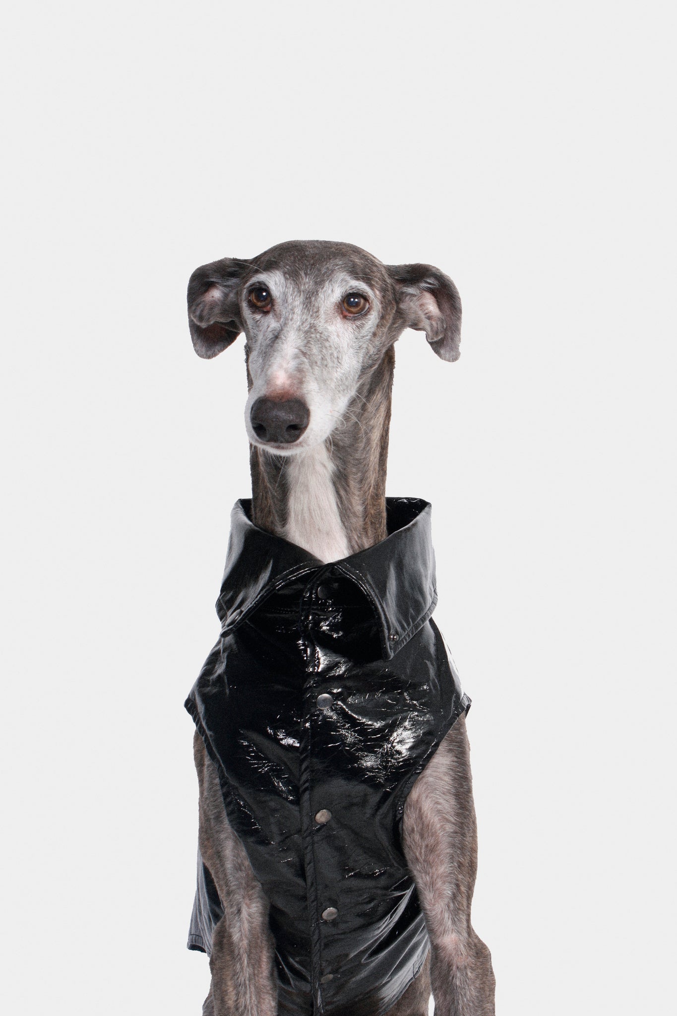 CHALECO REVERSIBLE WATERPROOF NEGRO - GALGO