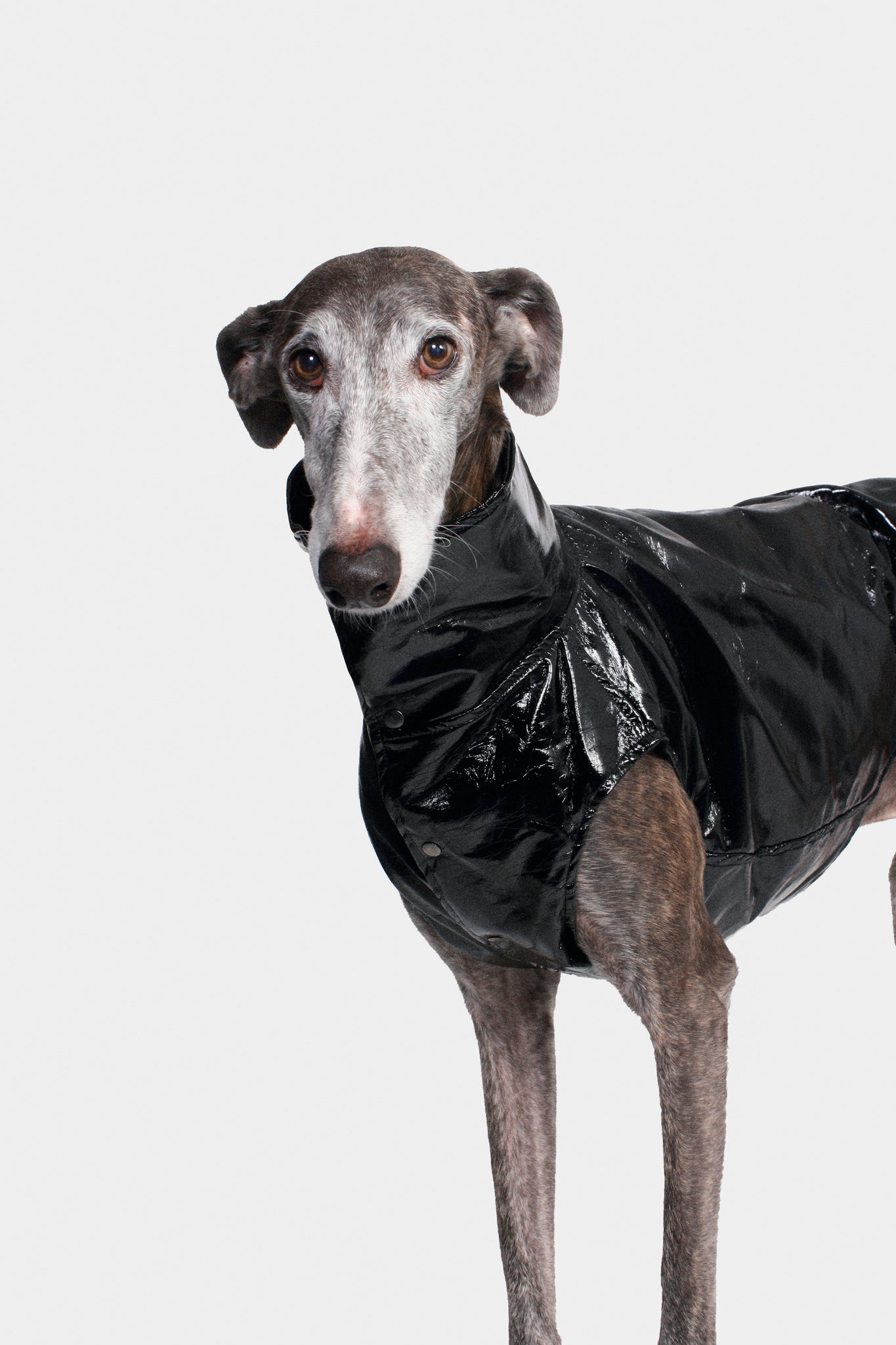 CHALECO REVERSIBLE WATERPROOF NEGRO - GALGO