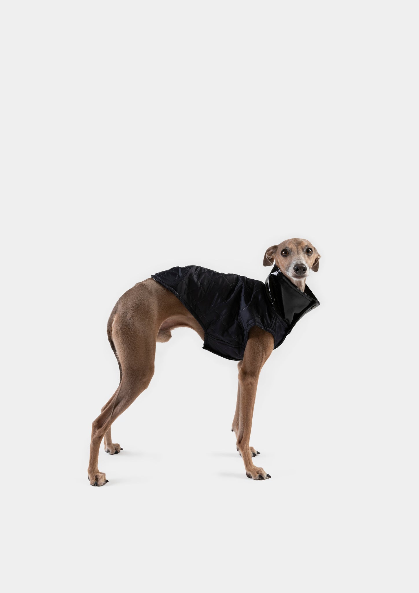 CHALECO REVERSIBLE WATERPROOF NEGRO - WHIPPET