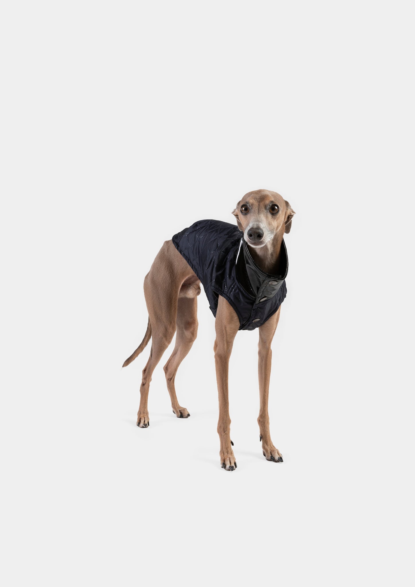 CHALECO REVERSIBLE WATERPROOF NEGRO - WHIPPET