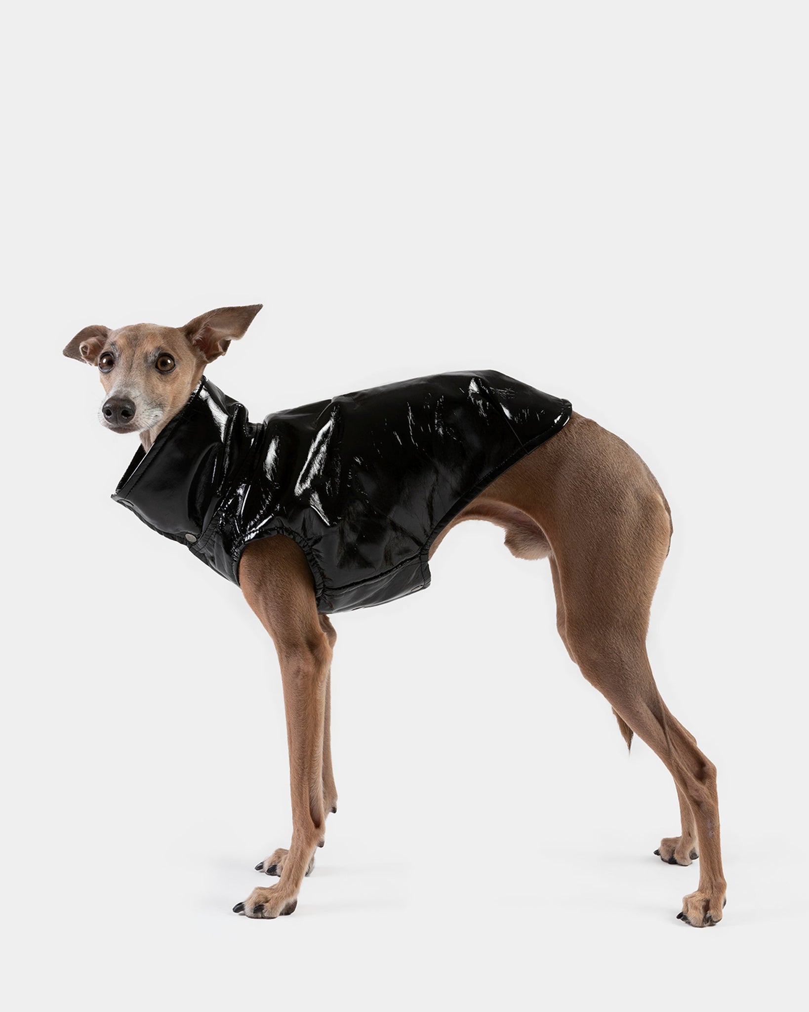 CHALECO REVERSIBLE WATERPROOF NEGRO - WHIPPET (NEW IN)