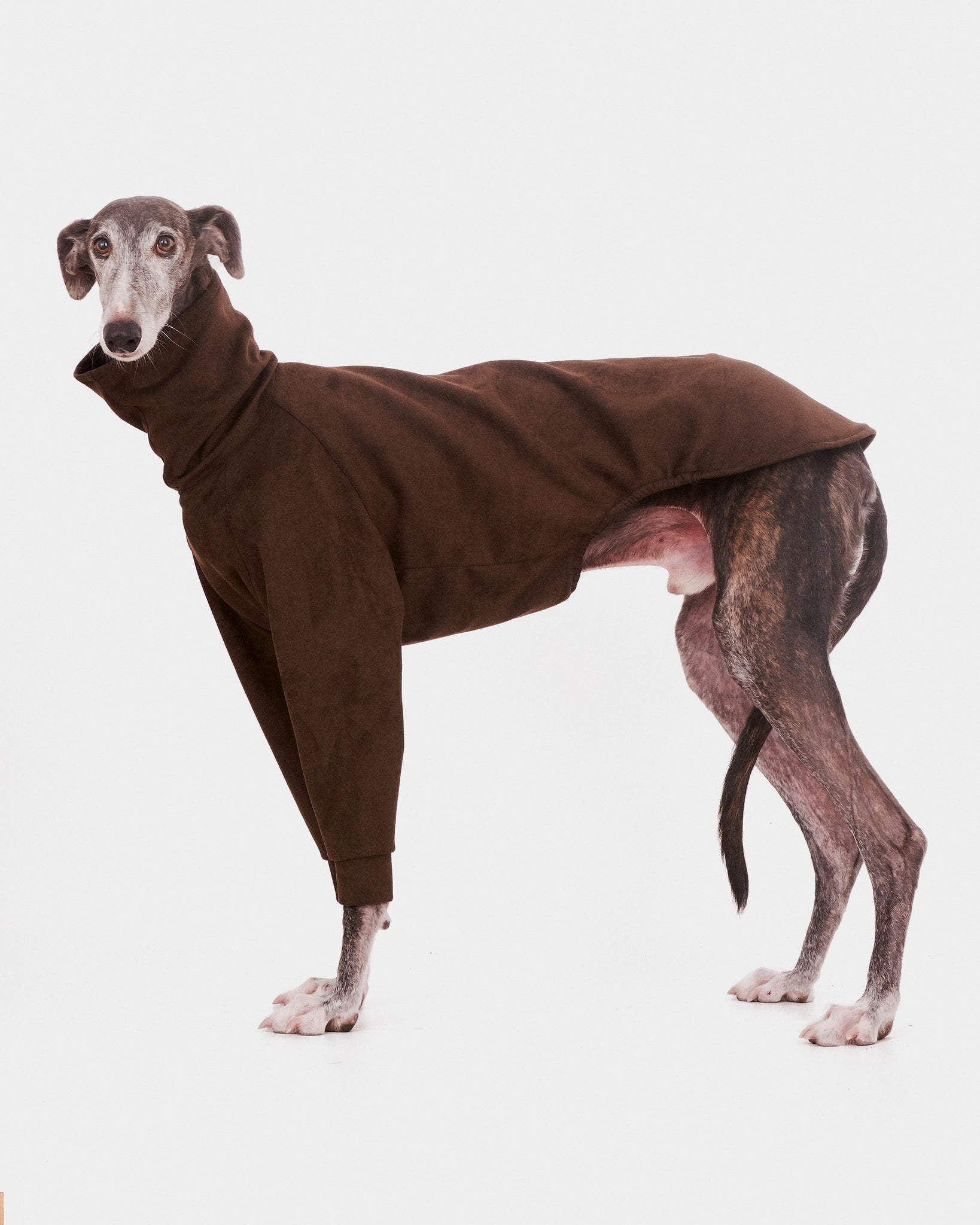 SUDADERA MARRON 2 PATAS - GALGO