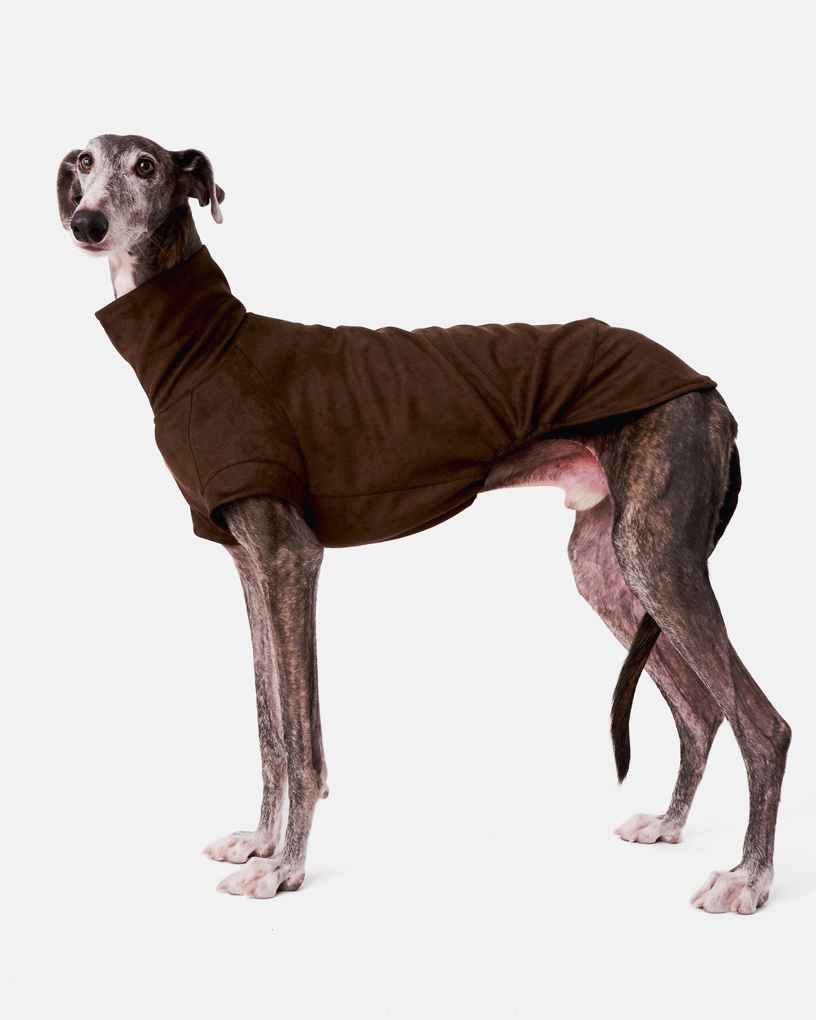 SUDADERA MARRON - GALGO