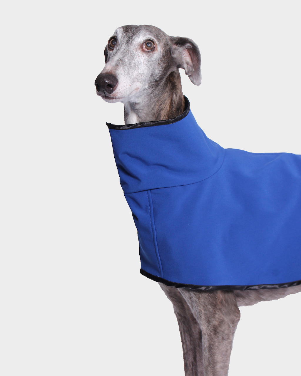 GABARDINA WATERPROOF AZUL - GALGO (NEW IN)