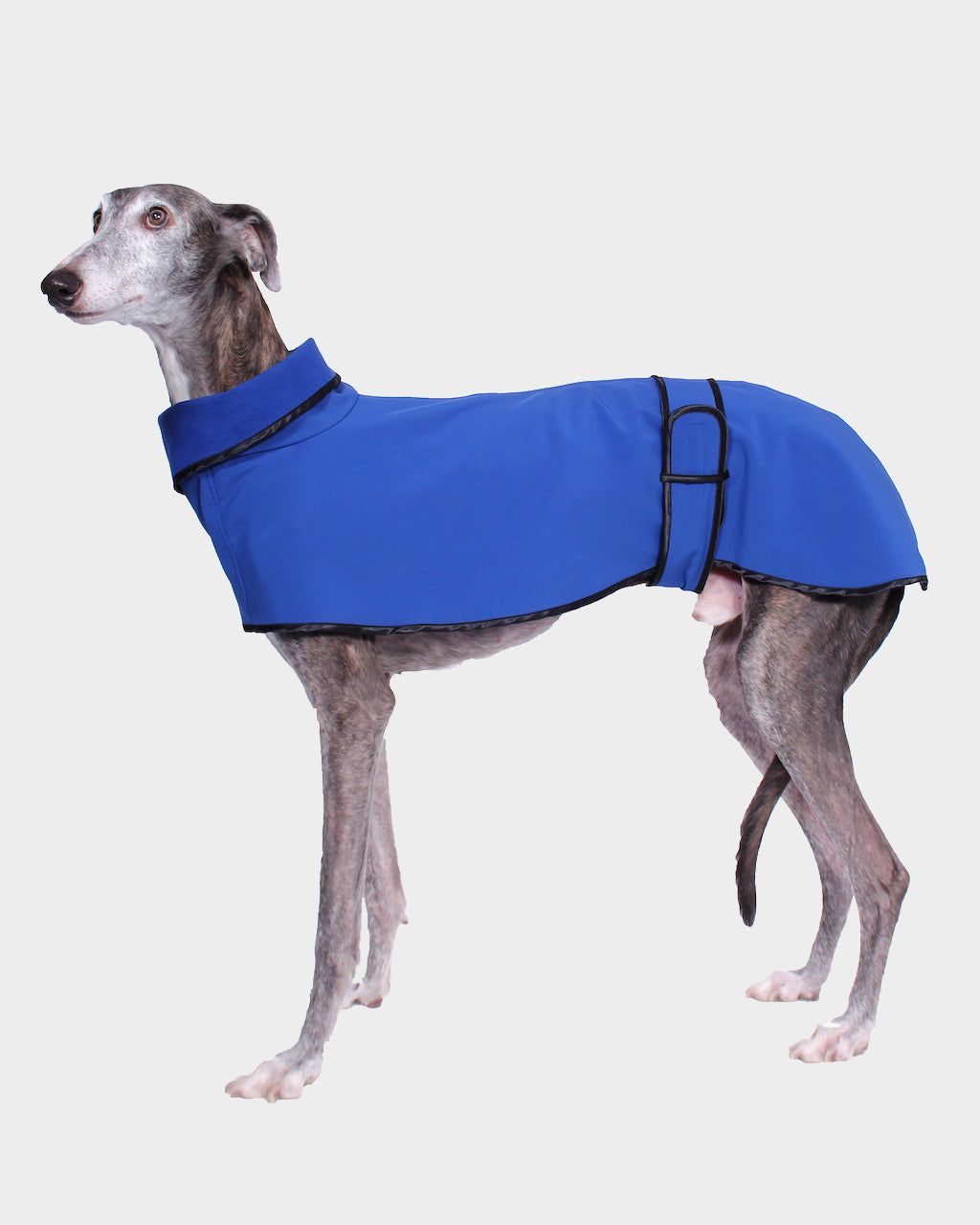 GABARDINA WATERPROOF AZUL - GALGO (NEW IN)