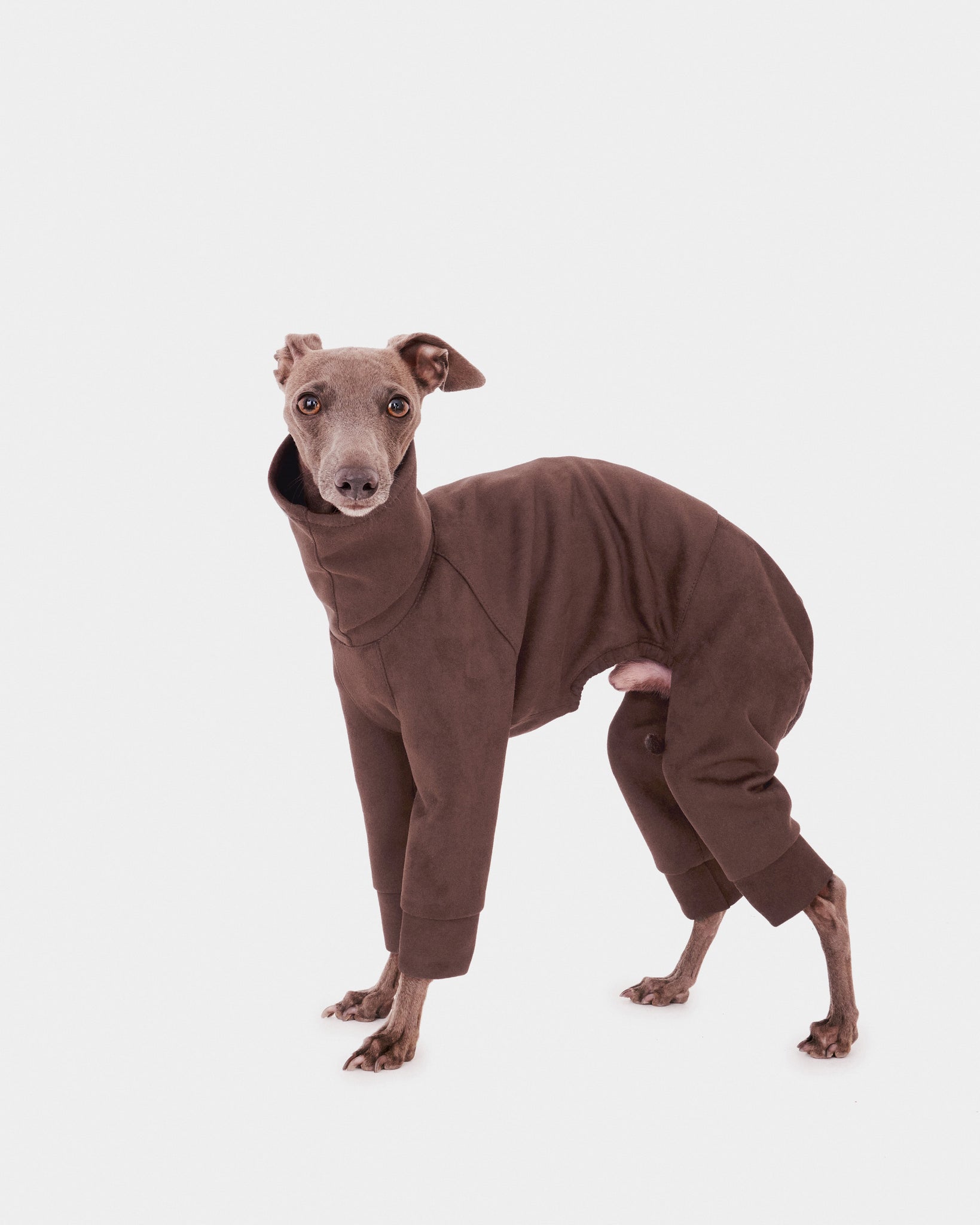 SUDADERA MARRON 4 PATAS - IGGY