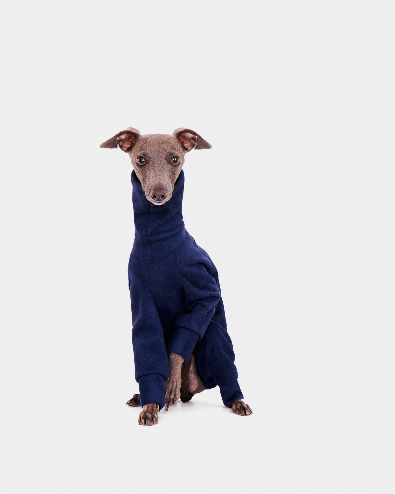 SUDADERA AZUL 4 PATAS - IGGY