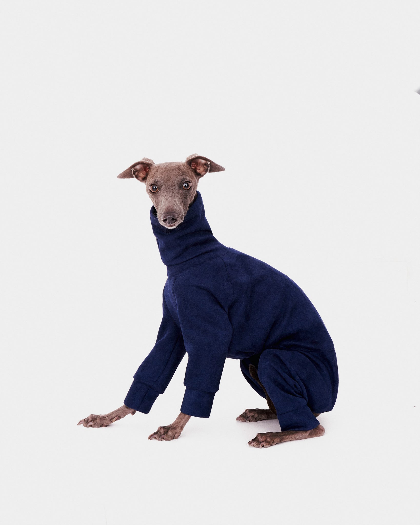 SUDADERA AZUL 4 PATAS - IGGY