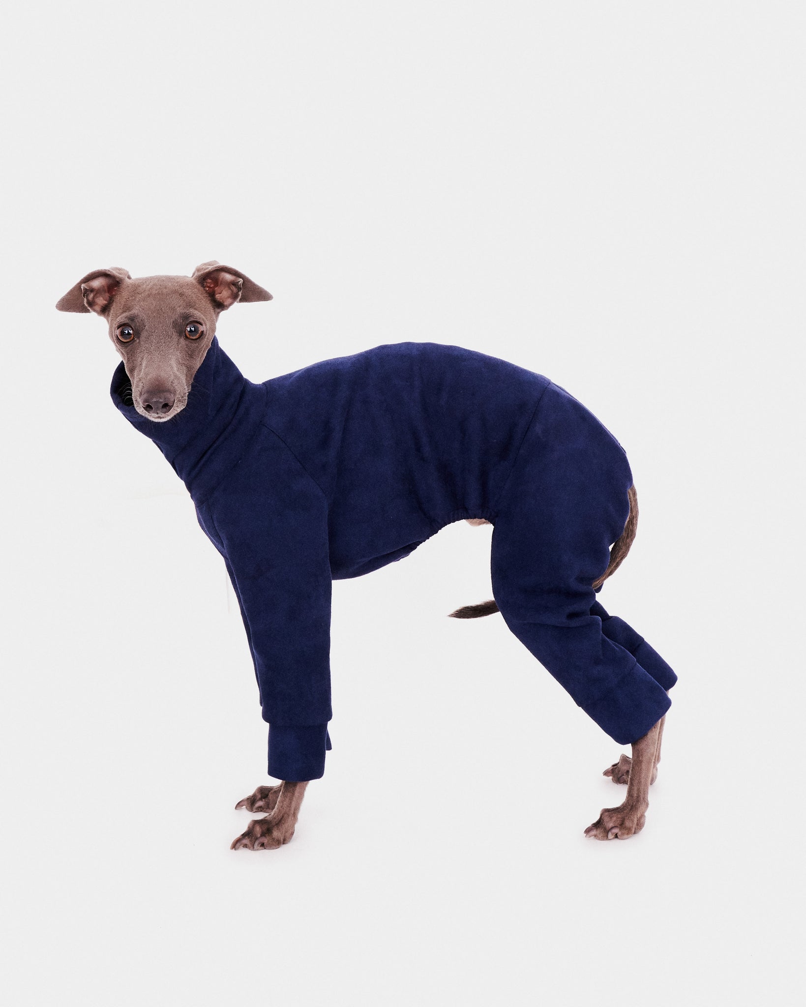 SUDADERA AZUL 4 PATAS - IGGY