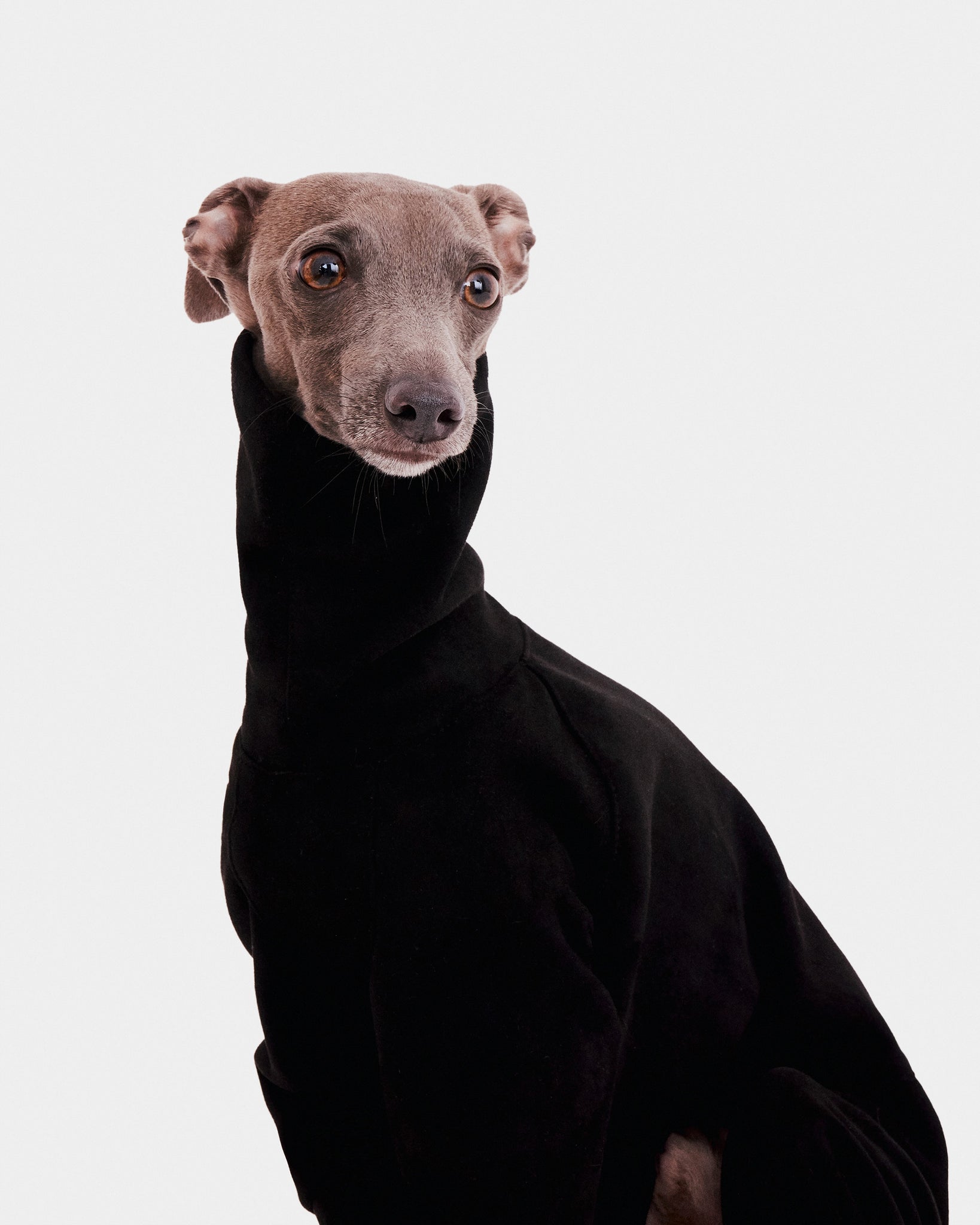 SUDADERA NEGRA 4 PATAS - IGGY