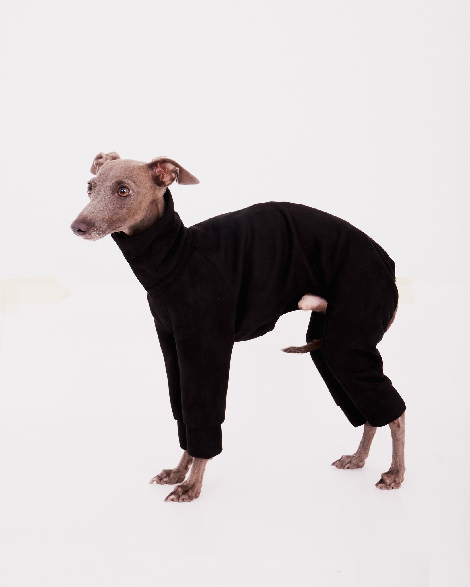 SUDADERA NEGRA 4 PATAS - WHIPPET