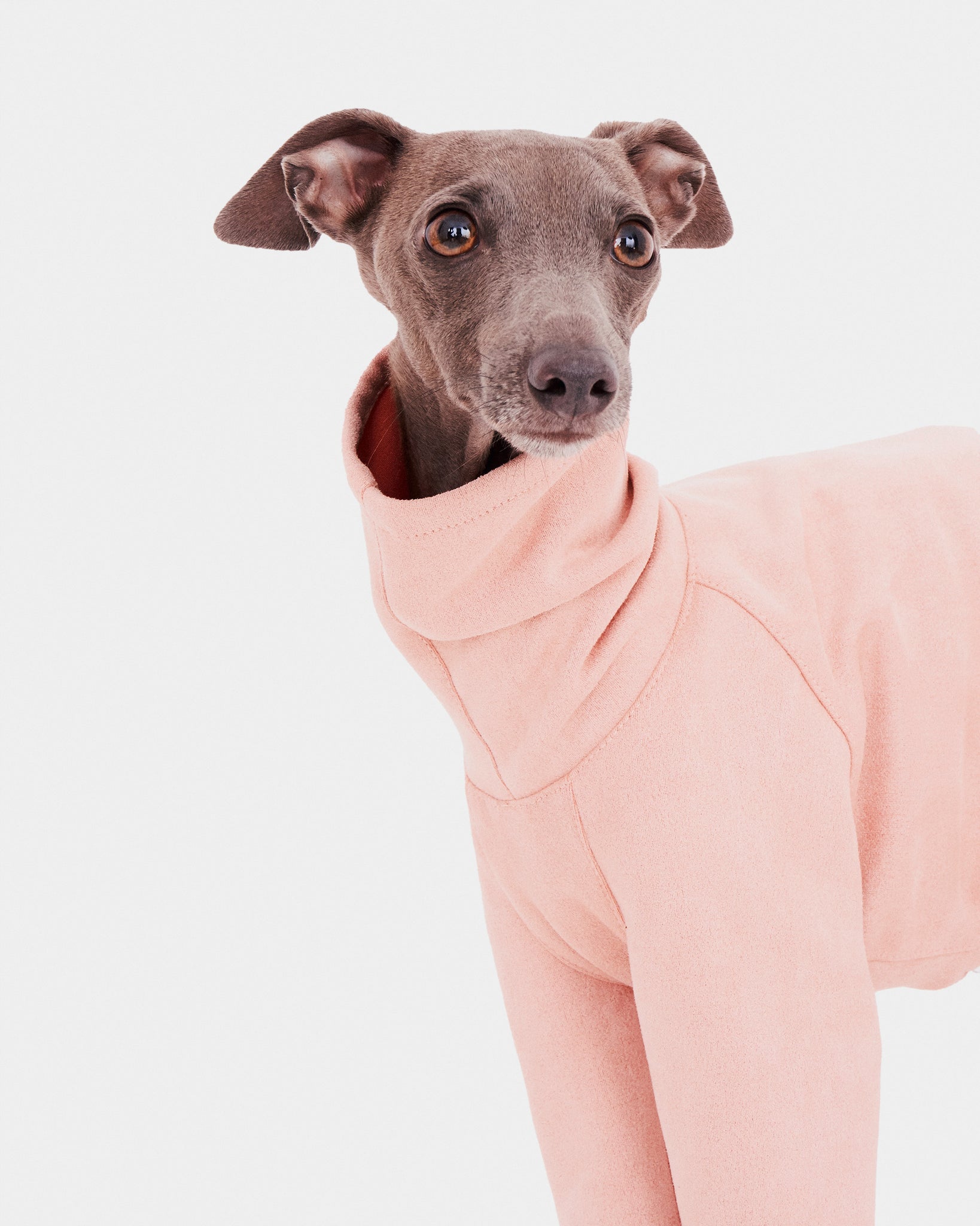 SUDADERA ROSA 4 PATAS - IGGY