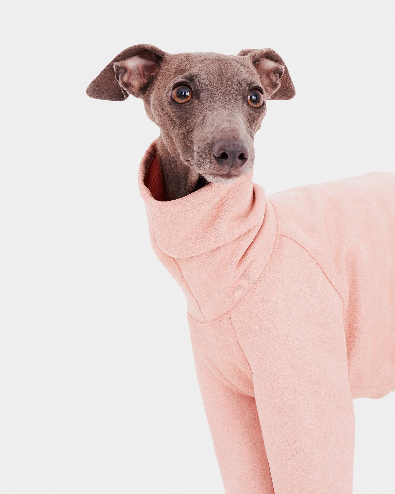 SUDADERA ROSA 4 PATAS - WHIPPET