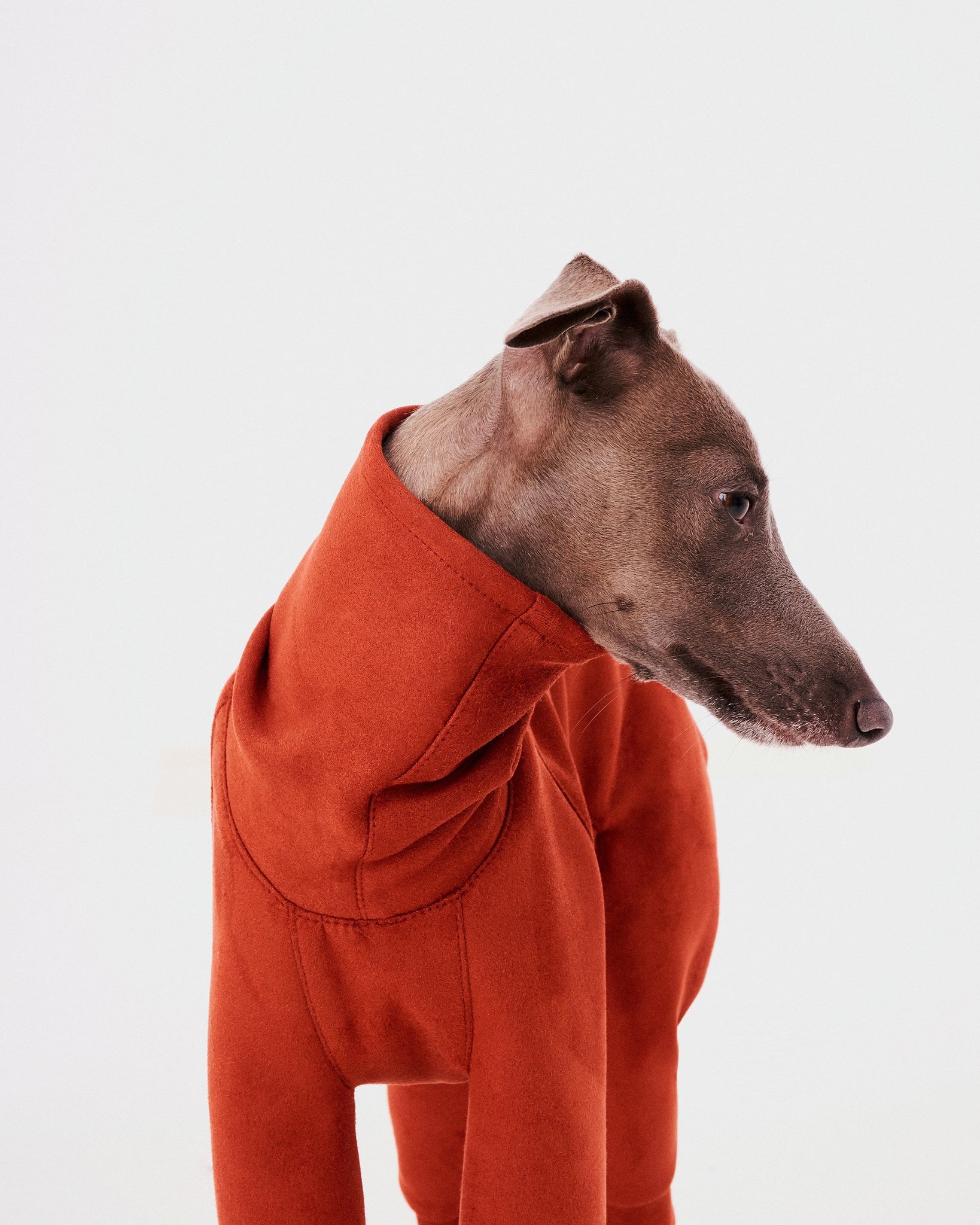 SUDADERA TEJA 4 PATAS - WHIPPET