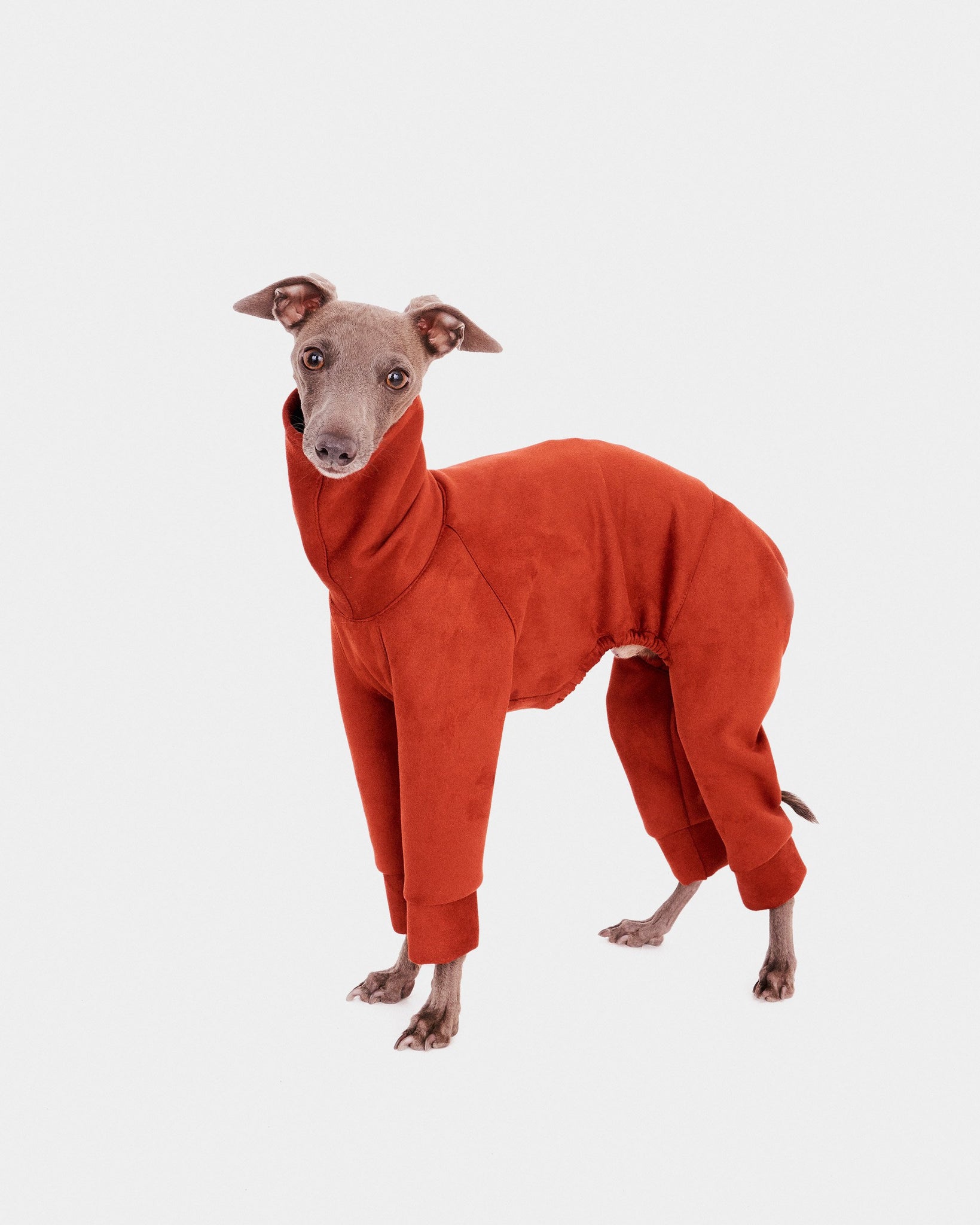 SUDADERA TEJA 4 PATAS - WHIPPET