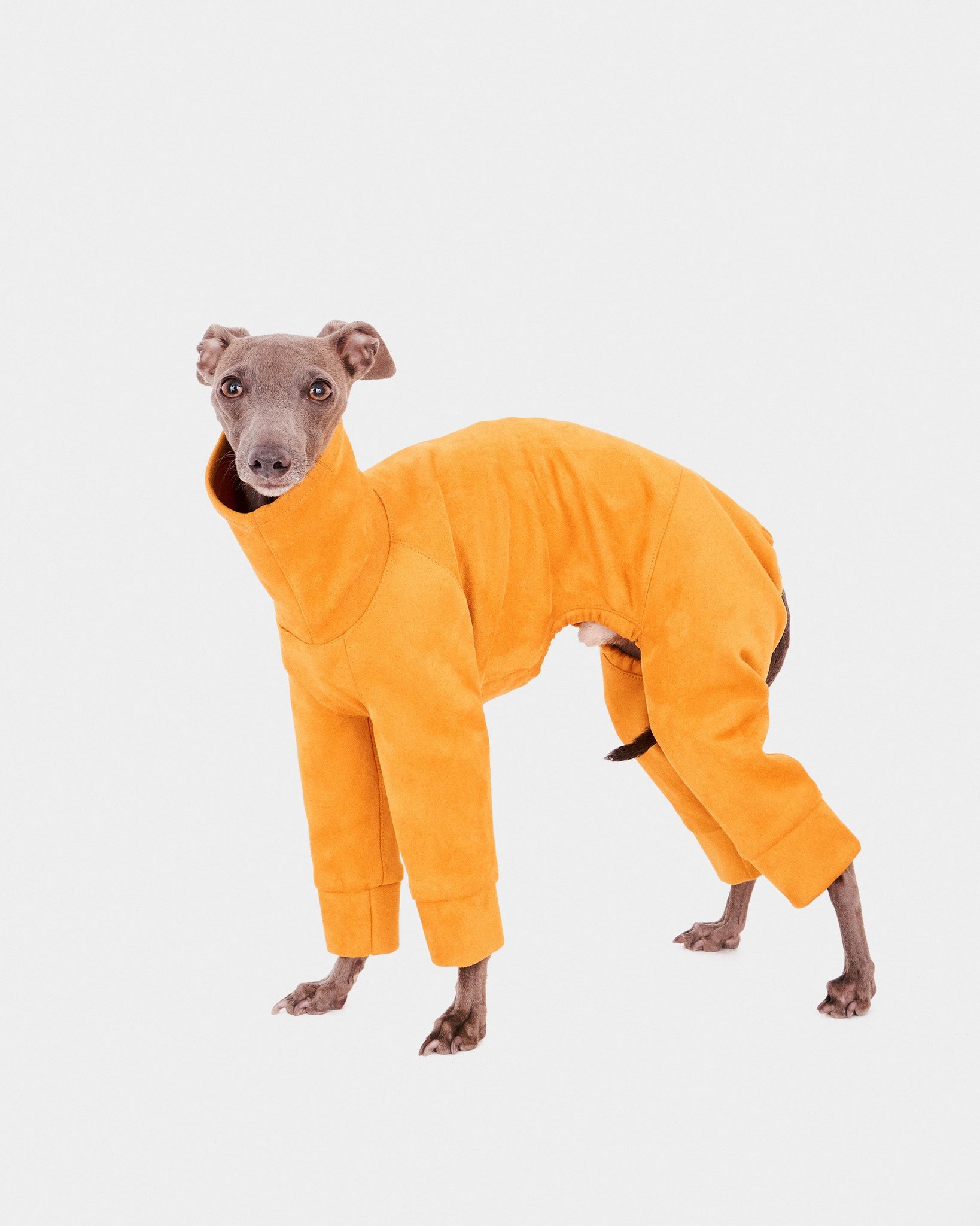 SUDADERA AMARILLA 4 PATAS - WHIPPET