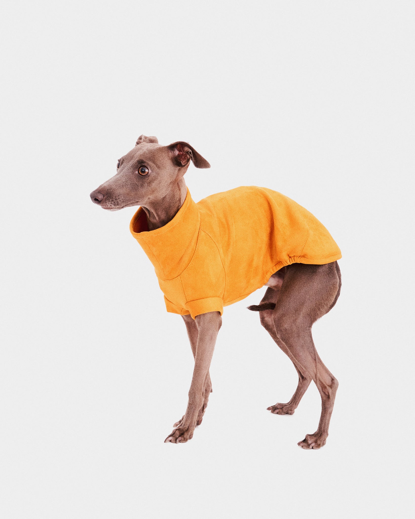 SUDADERA AMARILLA - IGGY