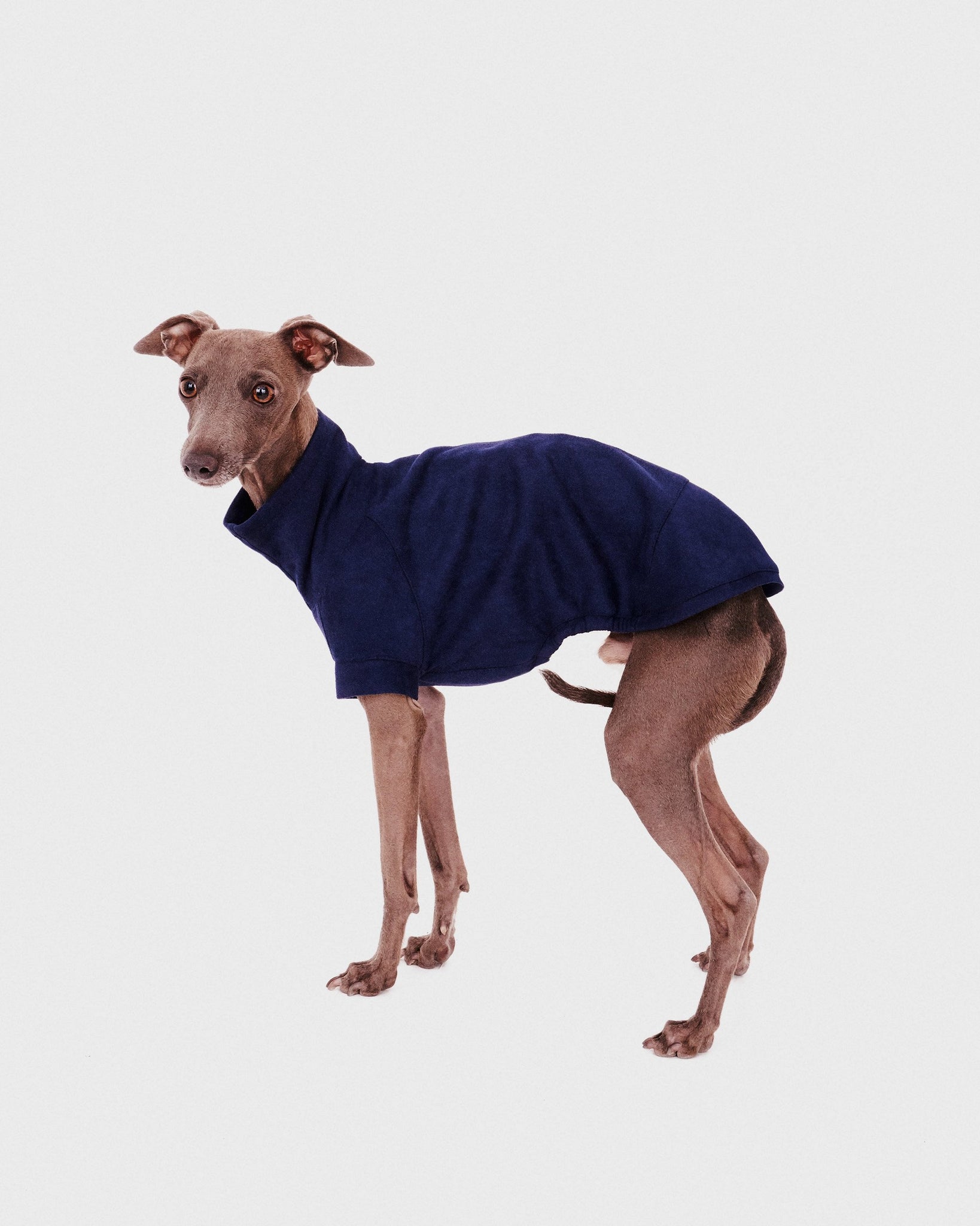 SUDADERA AZUL - WHIPPET