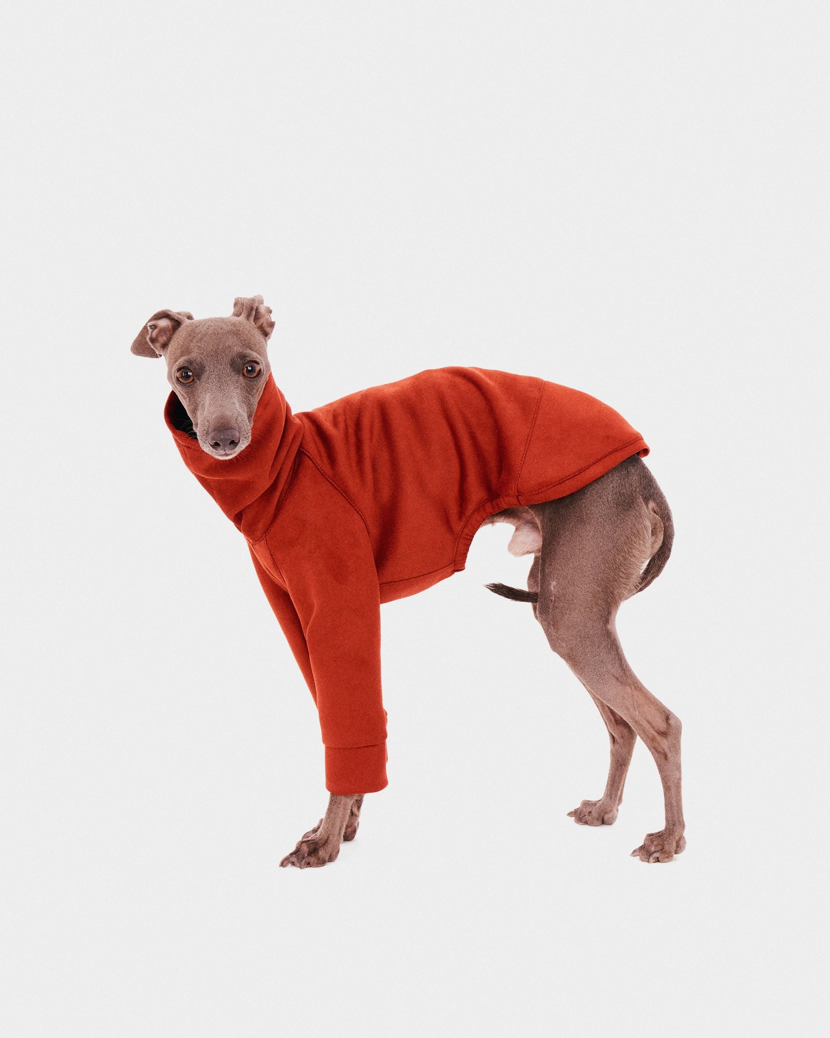 SUDADERA TEJA 2 PATAS - WHIPPET