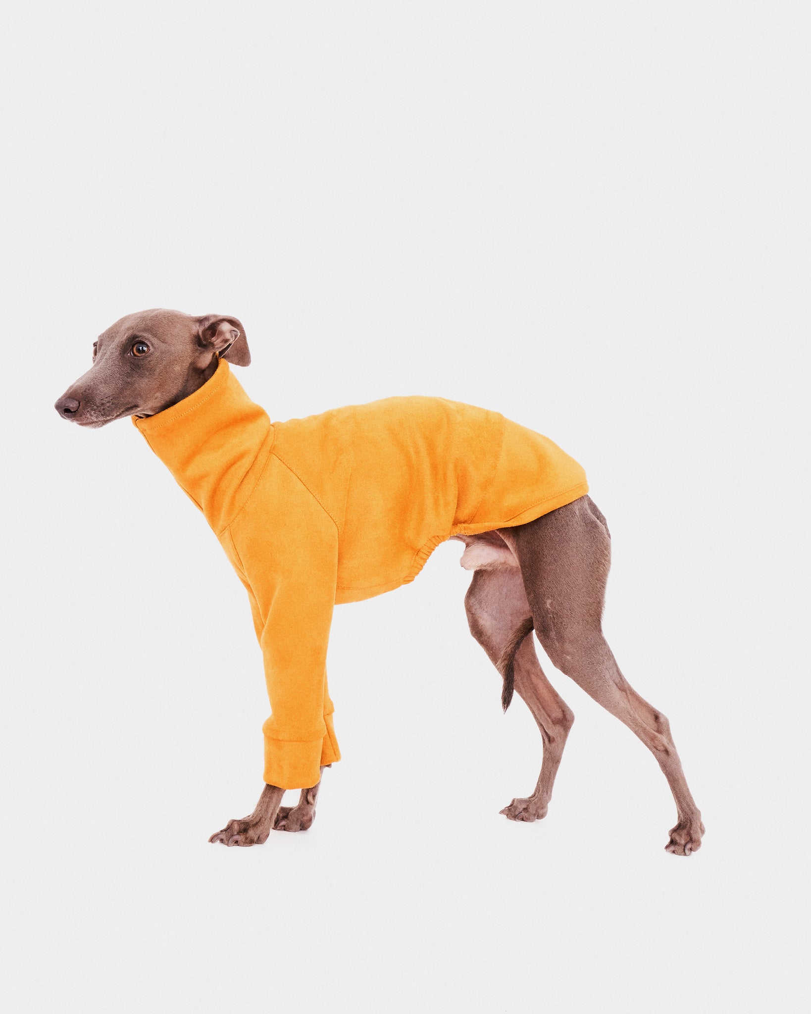 SUDADERA AMARILLA 2 PATAS - IGGY