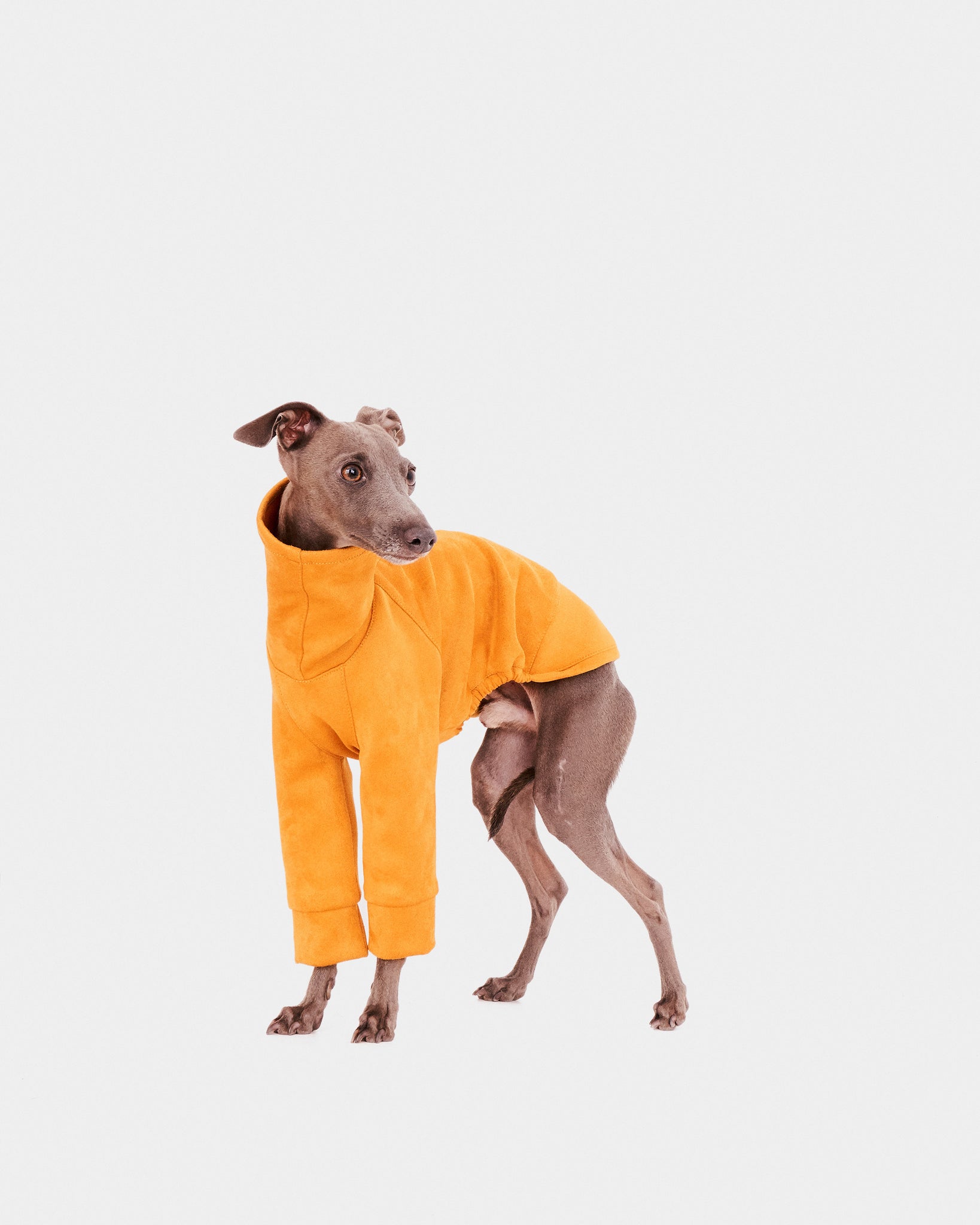 SUDADERA AMARILLA 2 PATAS - IGGY