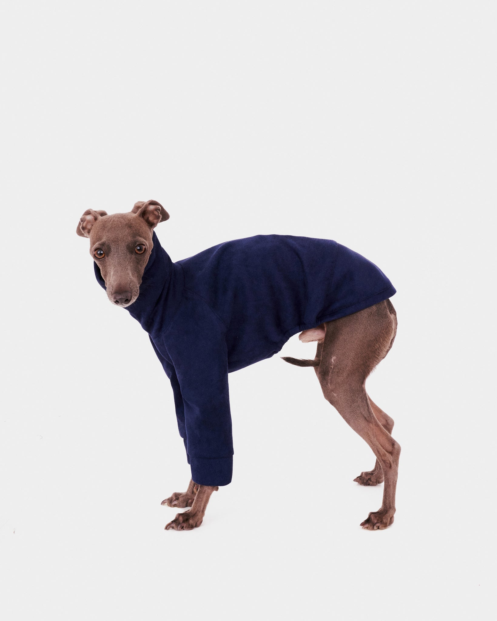 SUDADERA AZUL 2 PATAS - IGGY