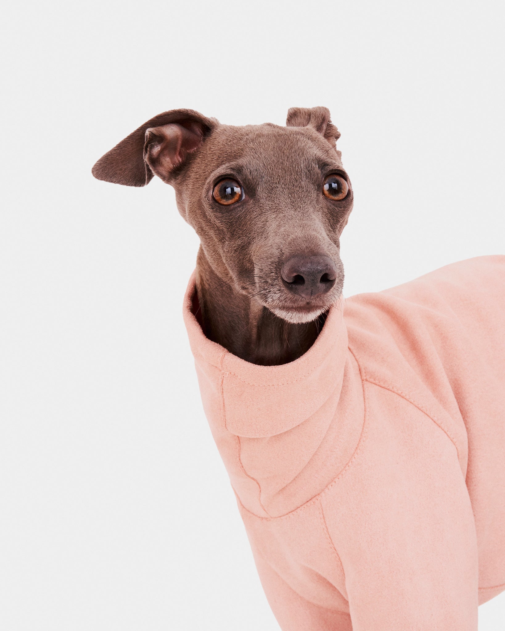 SUDADERA ROSA 2 PATAS - IGGY