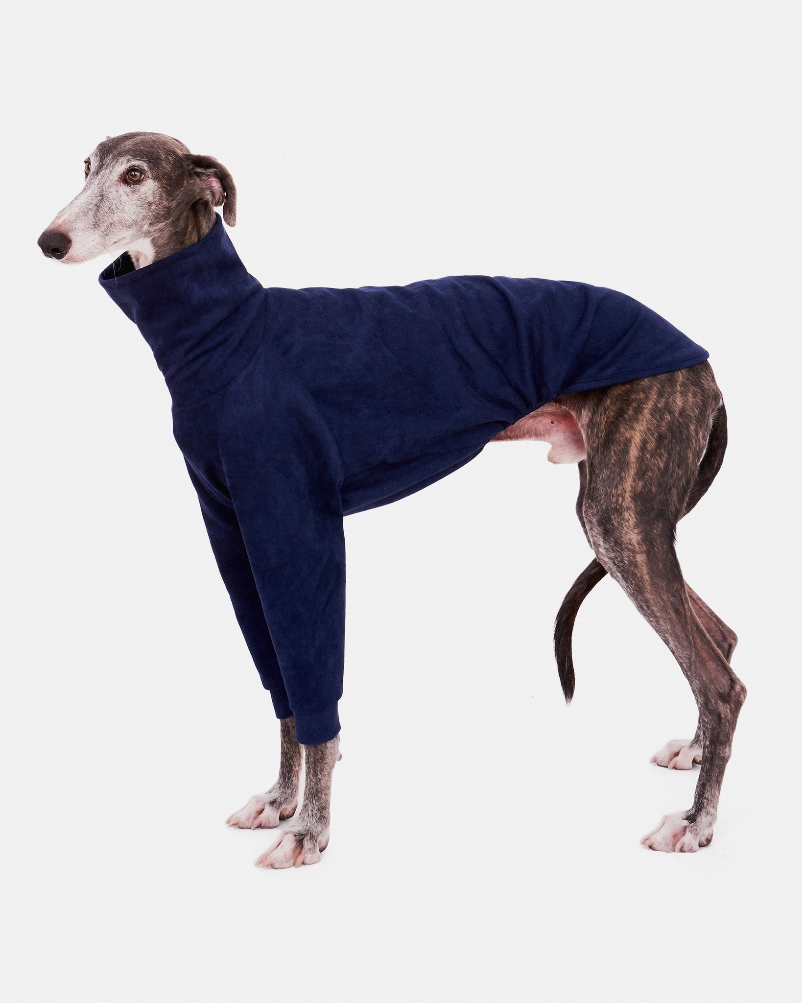 SUDADERA AZUL 2 PATAS - GALGO