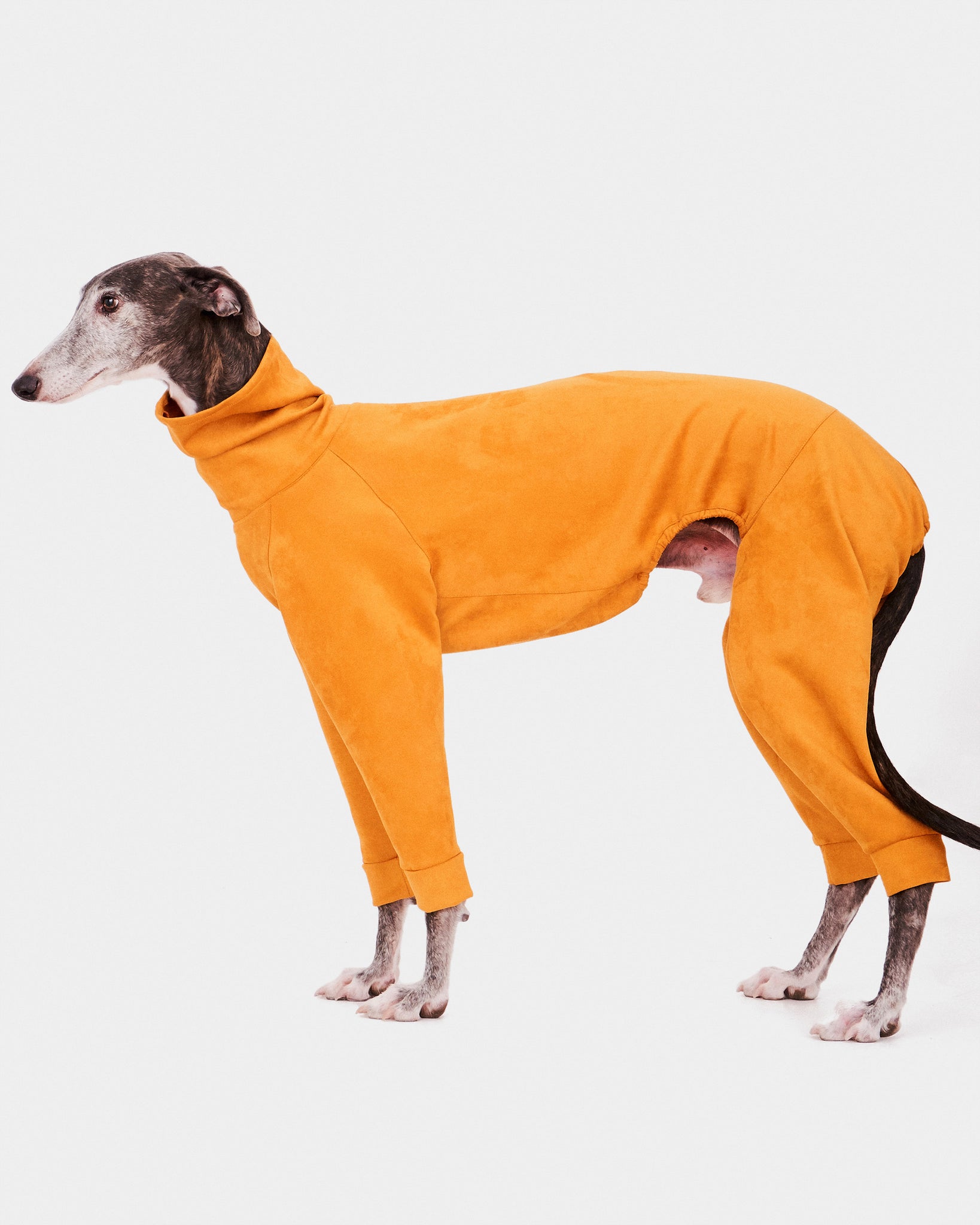 SUDADERA AMARILLA 4 PATAS - GALGO