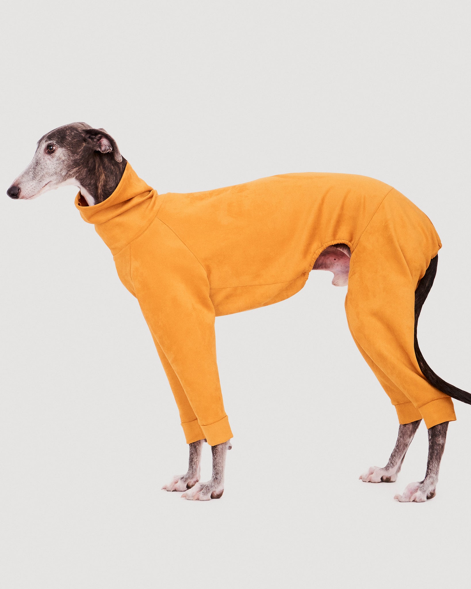 SUDADERA MOSTAZA 4 PATAS - GALGO