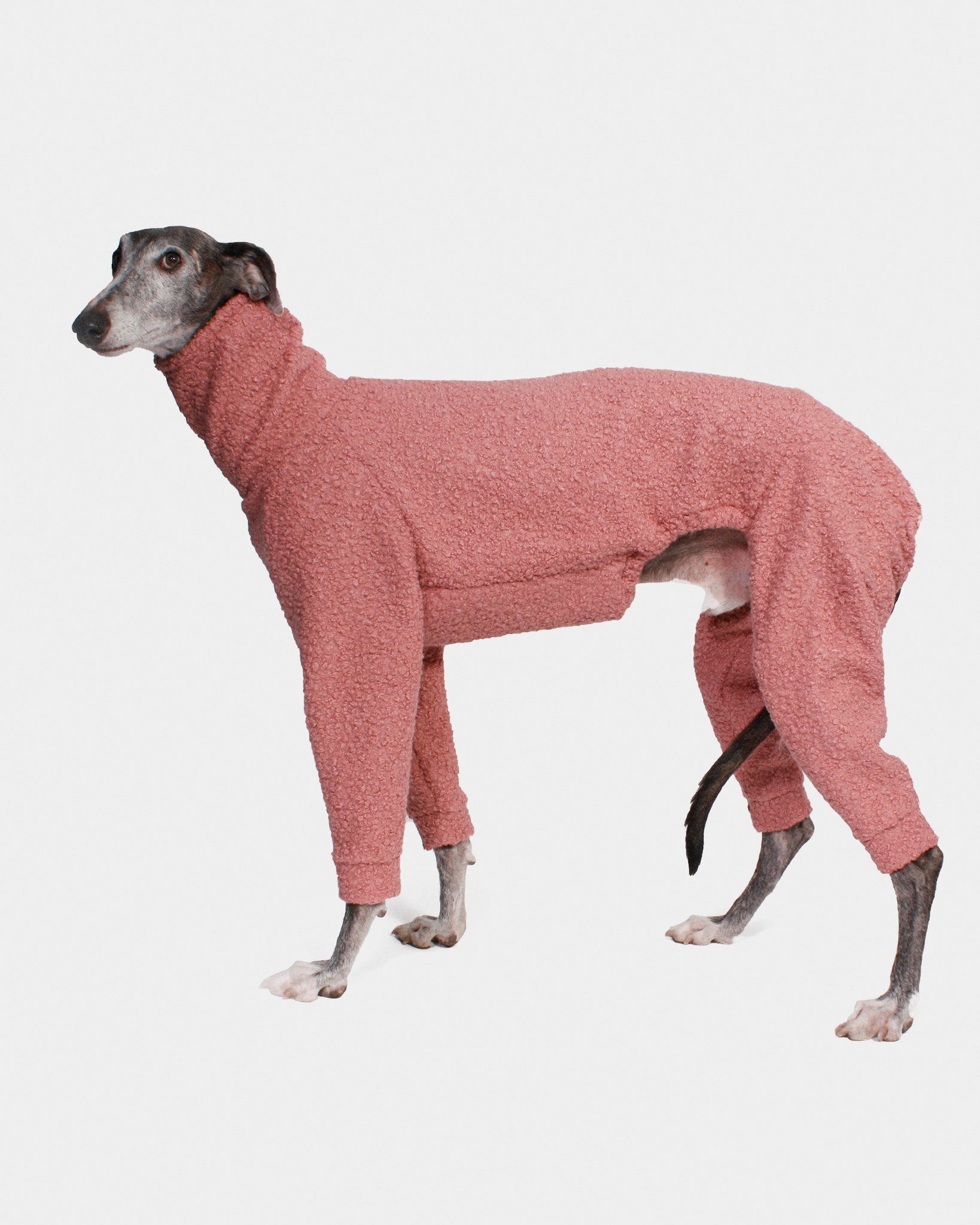 SUDADERA BOUCLE ROSA 4 PATAS - GALGO (BAJO PEDIDO)