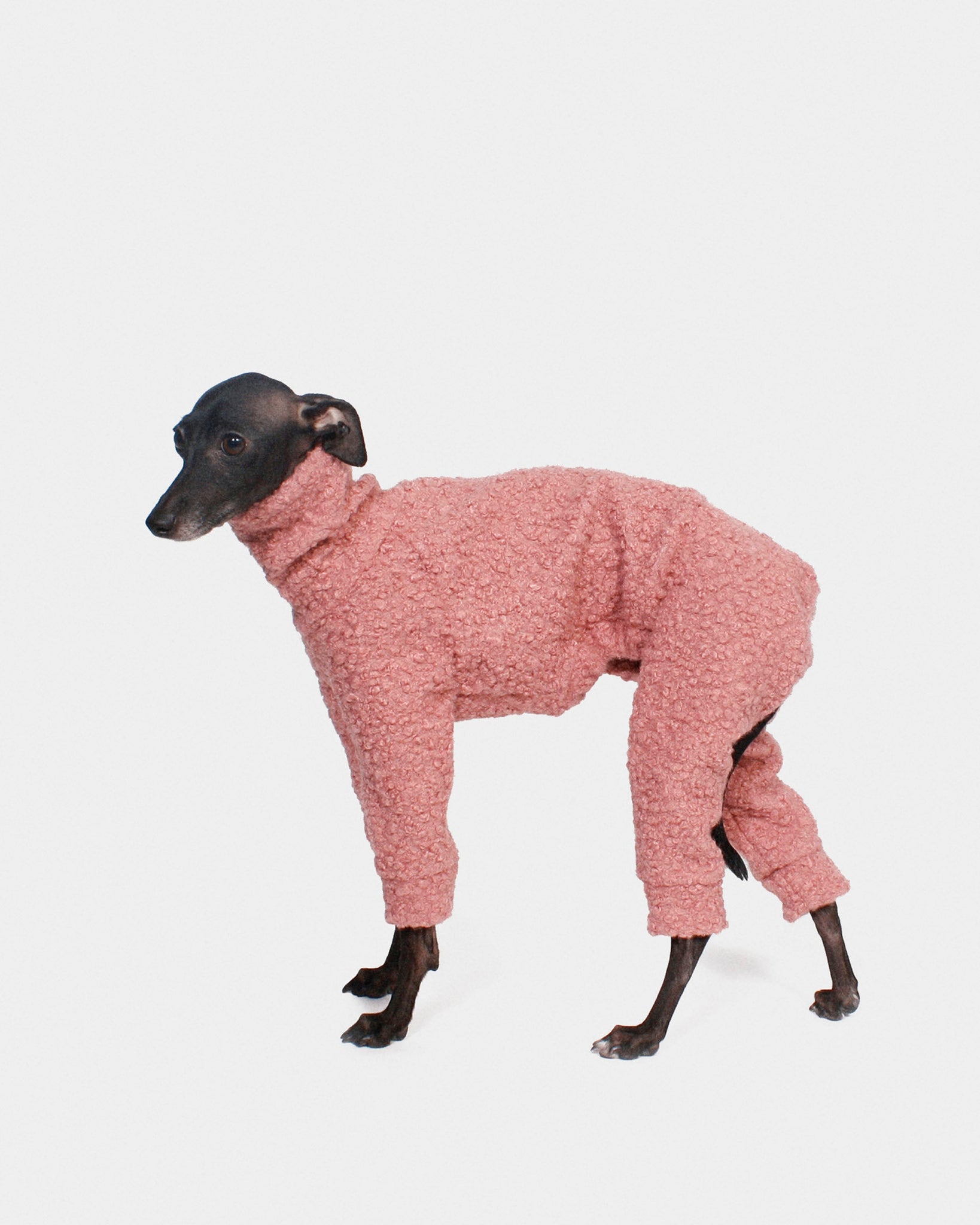 SUDADERA BOUCLE ROSA 4 PATAS - WHIPPET (BAJO PEDIDO)