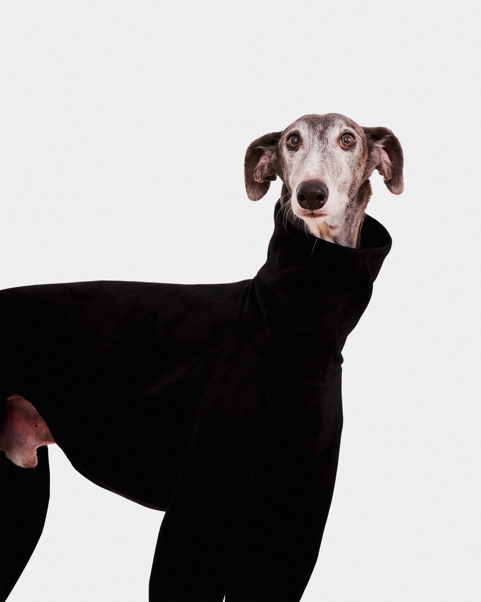 SUDADERA NEGRA 4 PATAS - GALGO