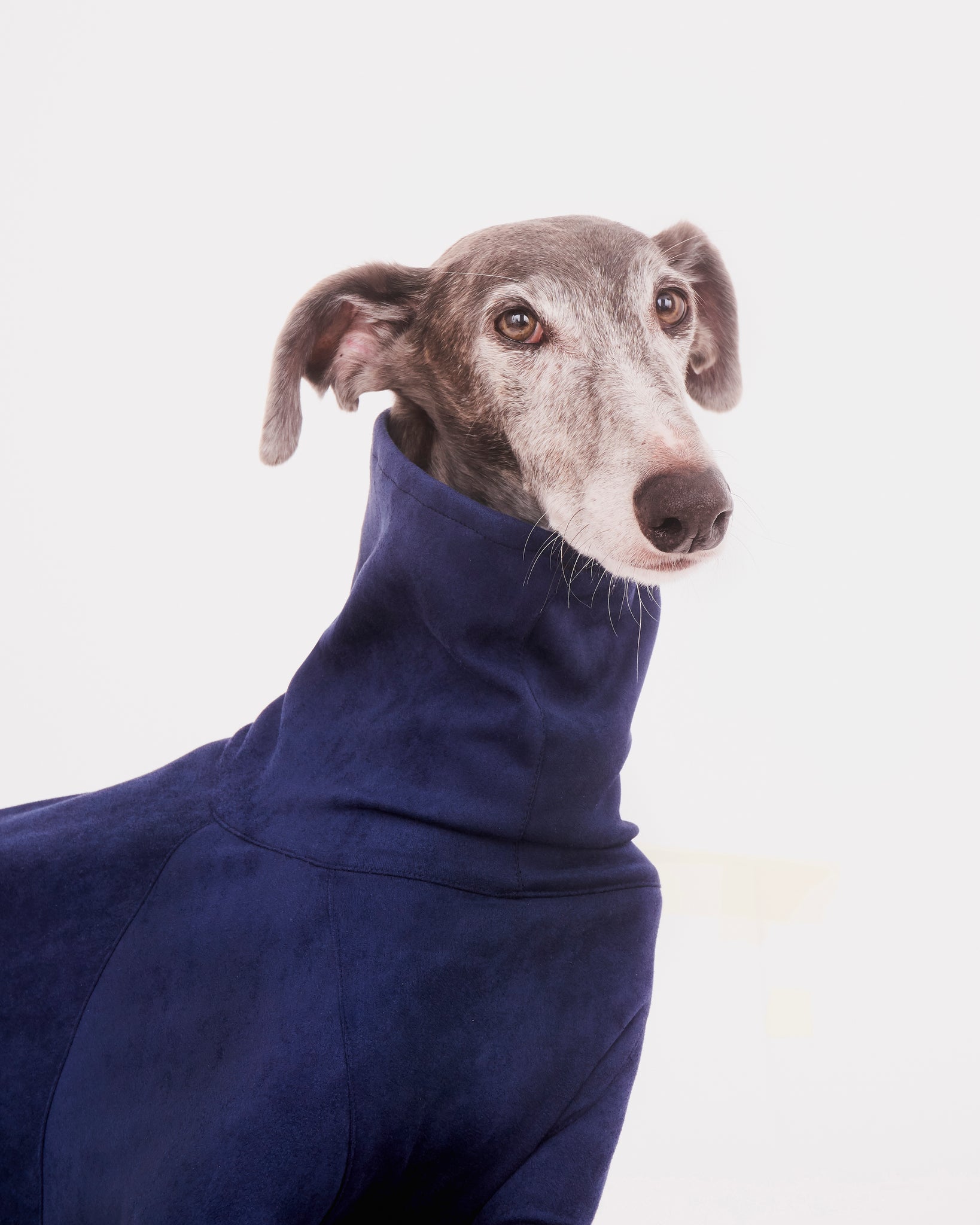 SUDADERA AZUL 4 PATAS - GALGO