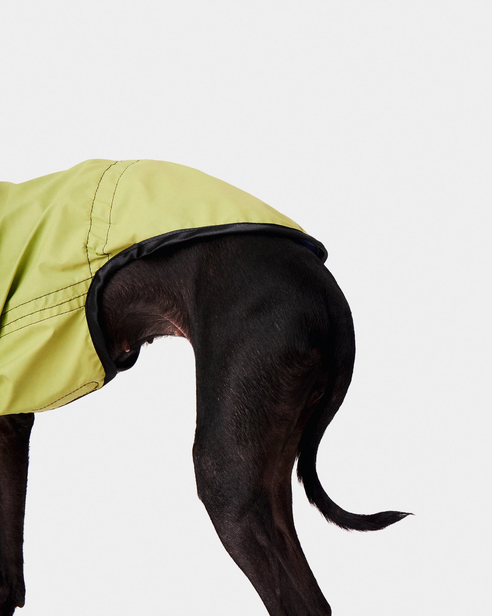 CHUBASQUERO REVERSIBLE - IGGY (ED. LIMITADA)