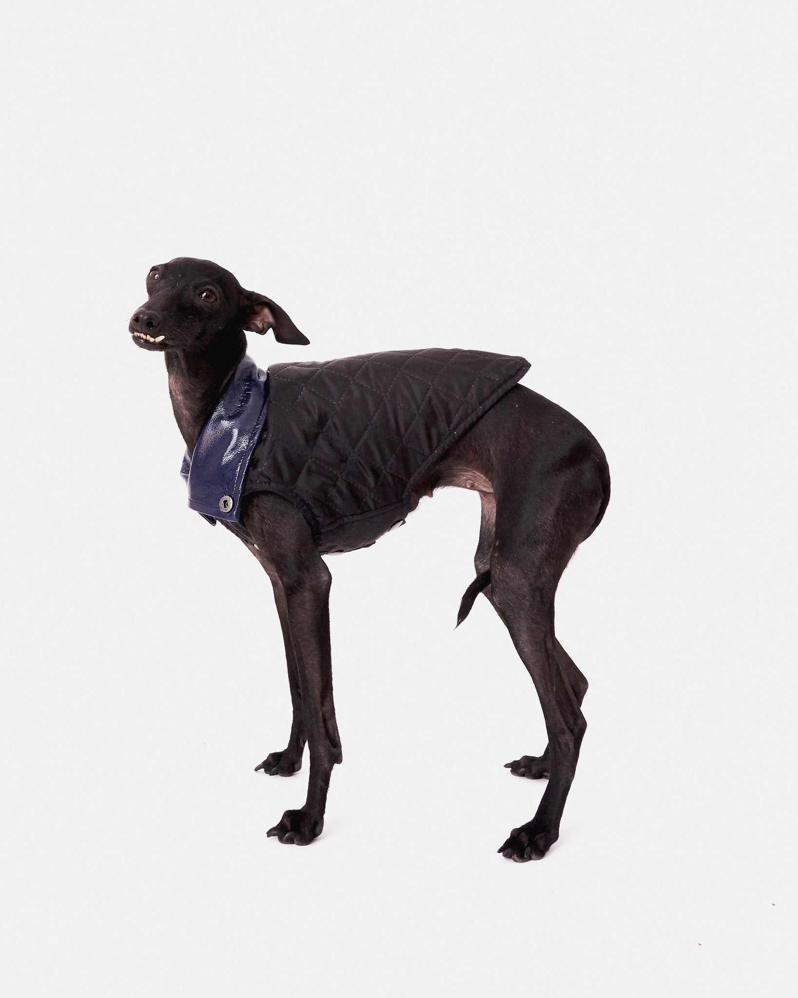 CHALECO REVERSIBLE WATERPROOF - WHIPPET