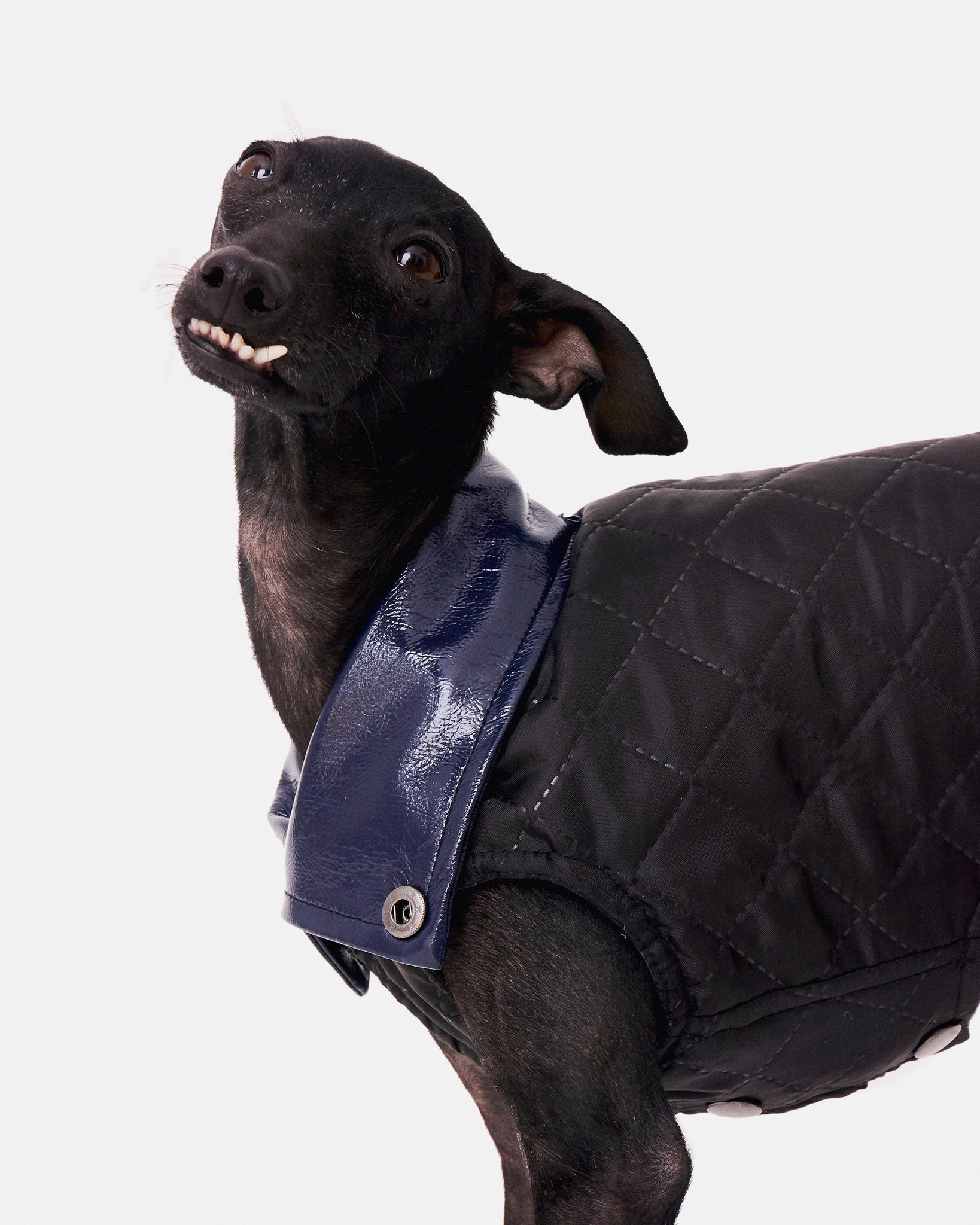CHALECO REVERSIBLE WATERPROOF - WHIPPET