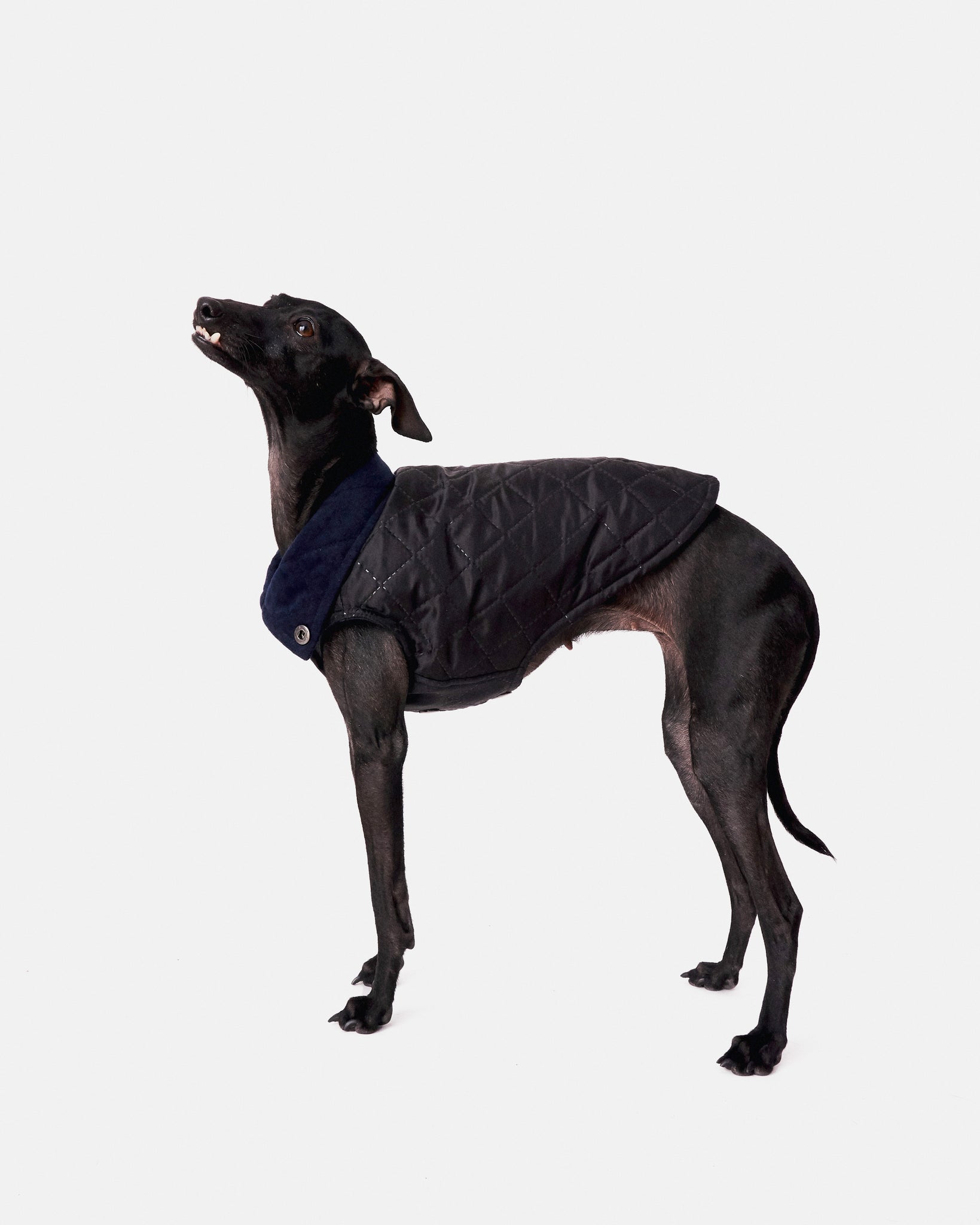 CHALECO REVERSIBLE TERCIOPELO ED. LIMITADA - WHIPPET (BAJO PEDIDO)