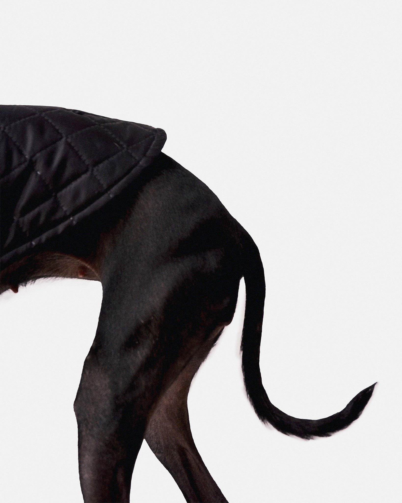 CHALECO REVERSIBLE TERCIOPELO ED. LIMITADA - WHIPPET (BAJO PEDIDO)