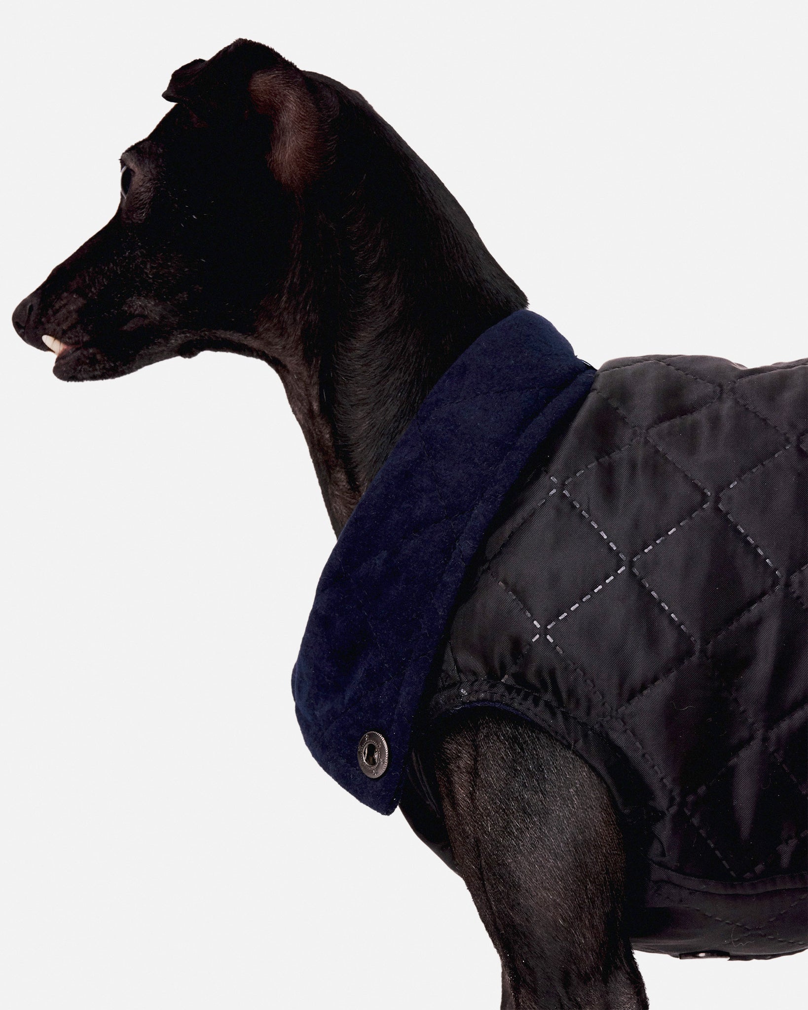 CHALECO REVERSIBLE TERCIOPELO ED. LIMITADA - WHIPPET (BAJO PEDIDO)
