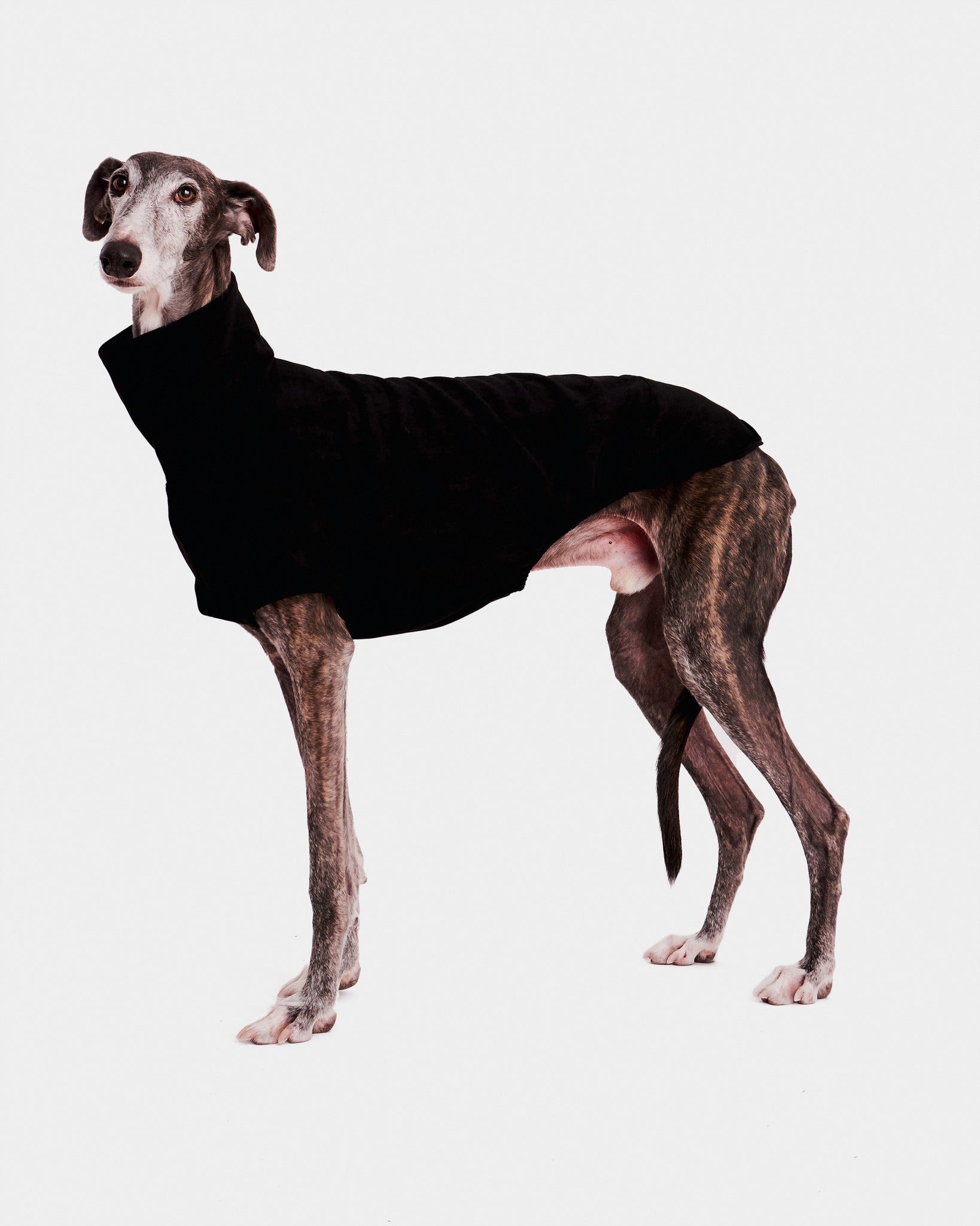 SUDADERA NEGRA - GALGO