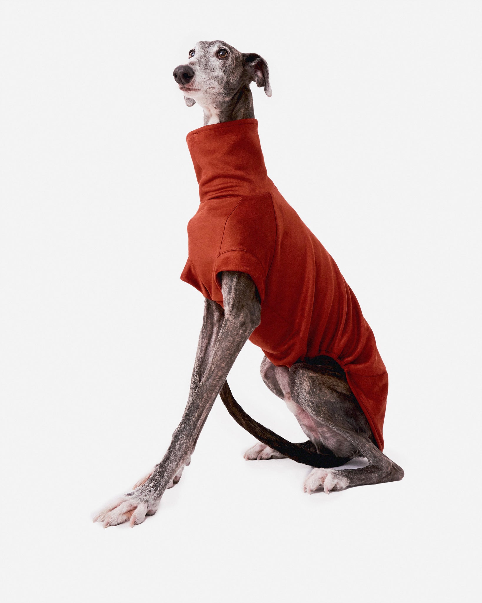 SUDADERA TEJA - GALGO