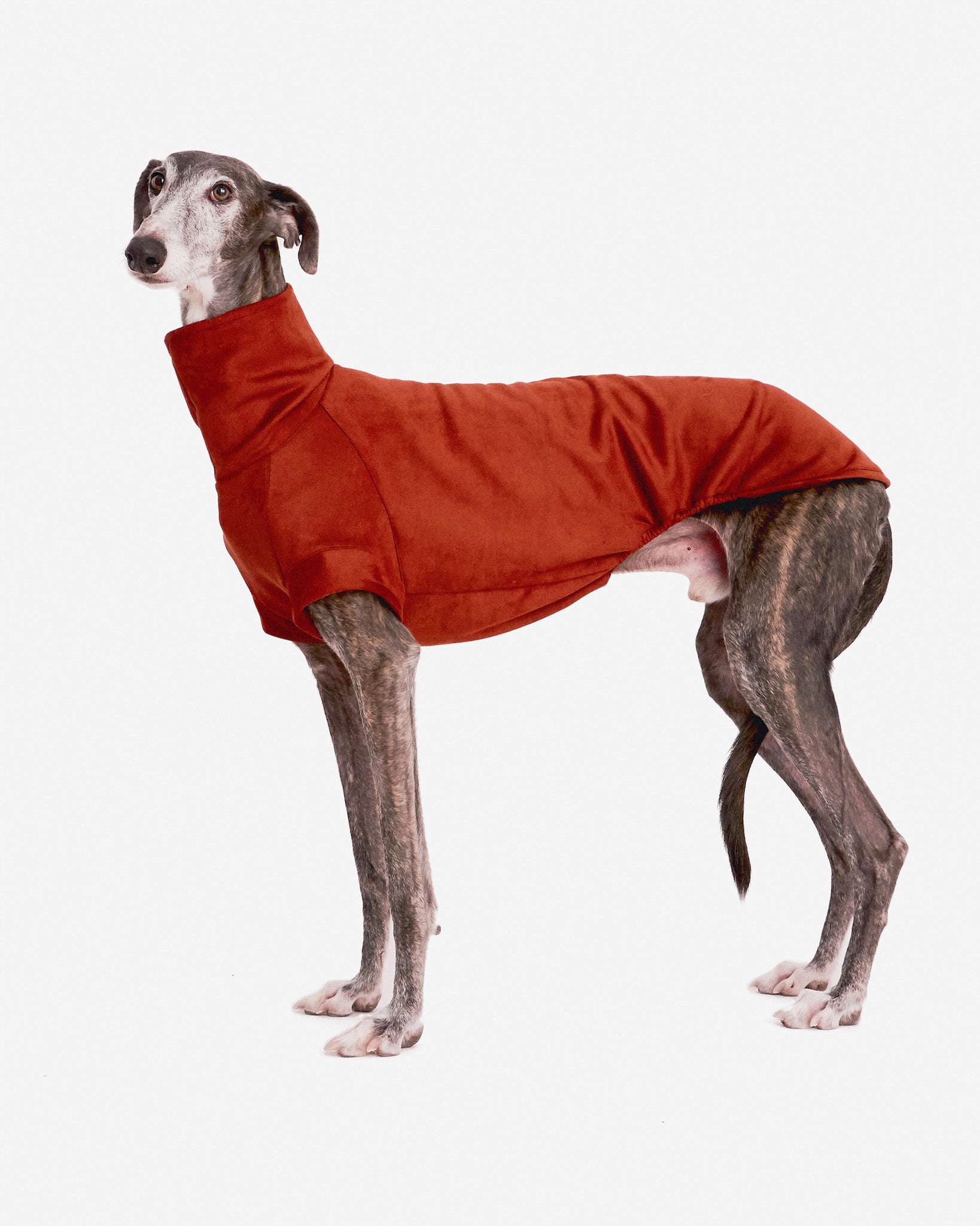 SUDADERA TEJA - GALGO