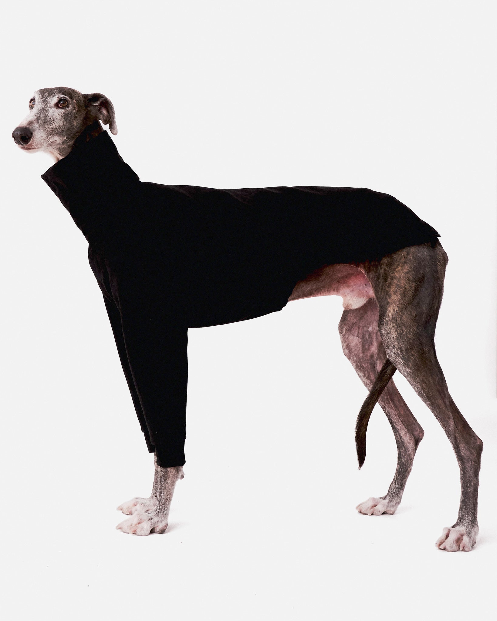 SUDADERA NEGRA 2 PATAS - GALGO