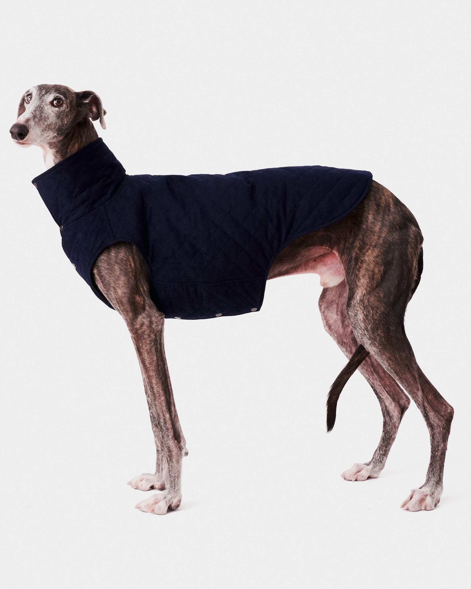 CHALECO REVERSIBLE TERCIOPELO ED. LIMITADA - GALGO (BAJO PEDIDO)