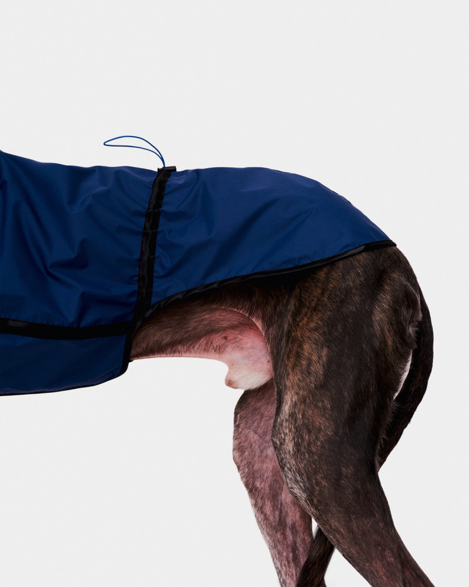 CHUBASQUERO REVERSIBLE - GALGO (ED. LIMITADA)