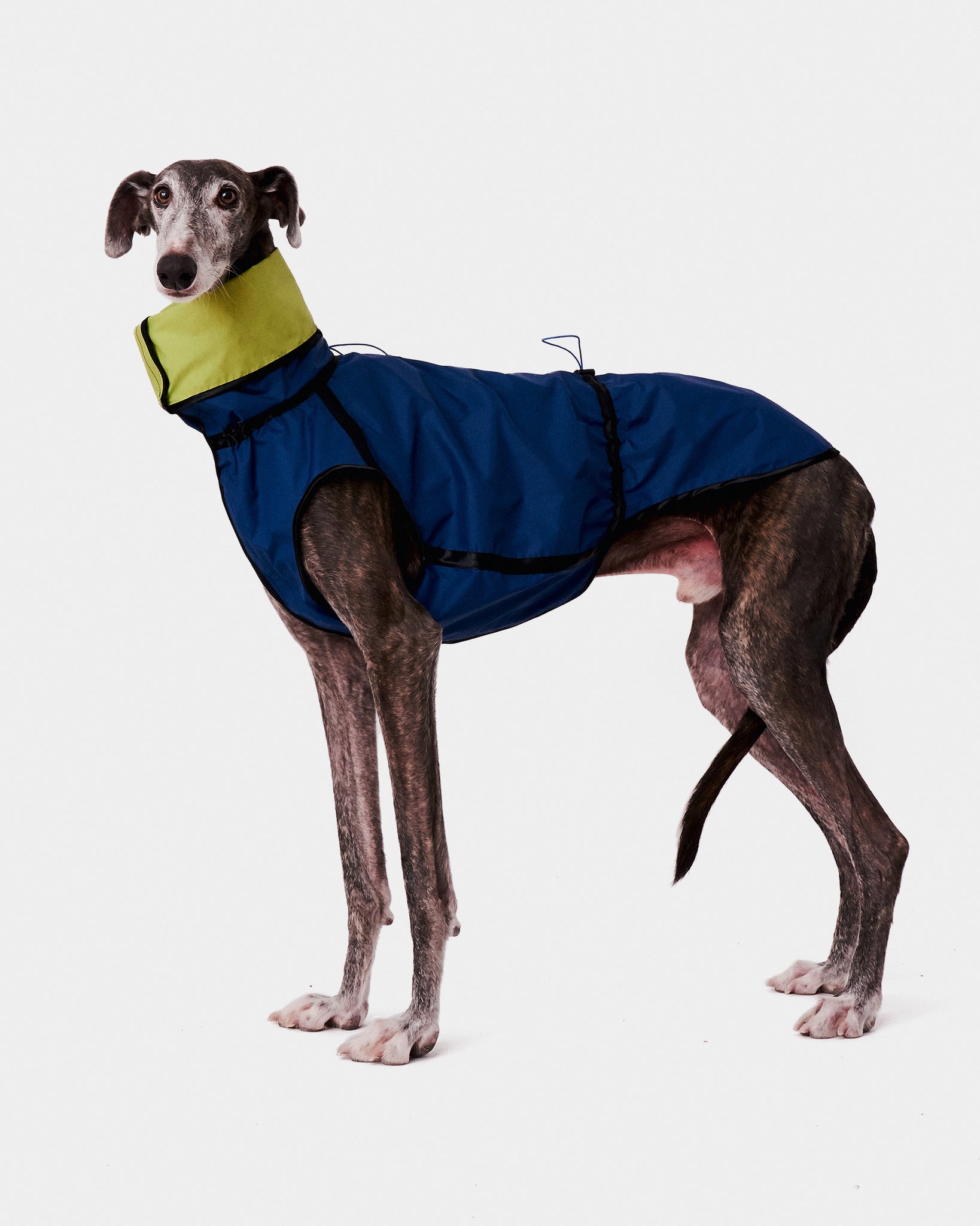 CHUBASQUERO REVERSIBLE - GALGO (ED. LIMITADA)