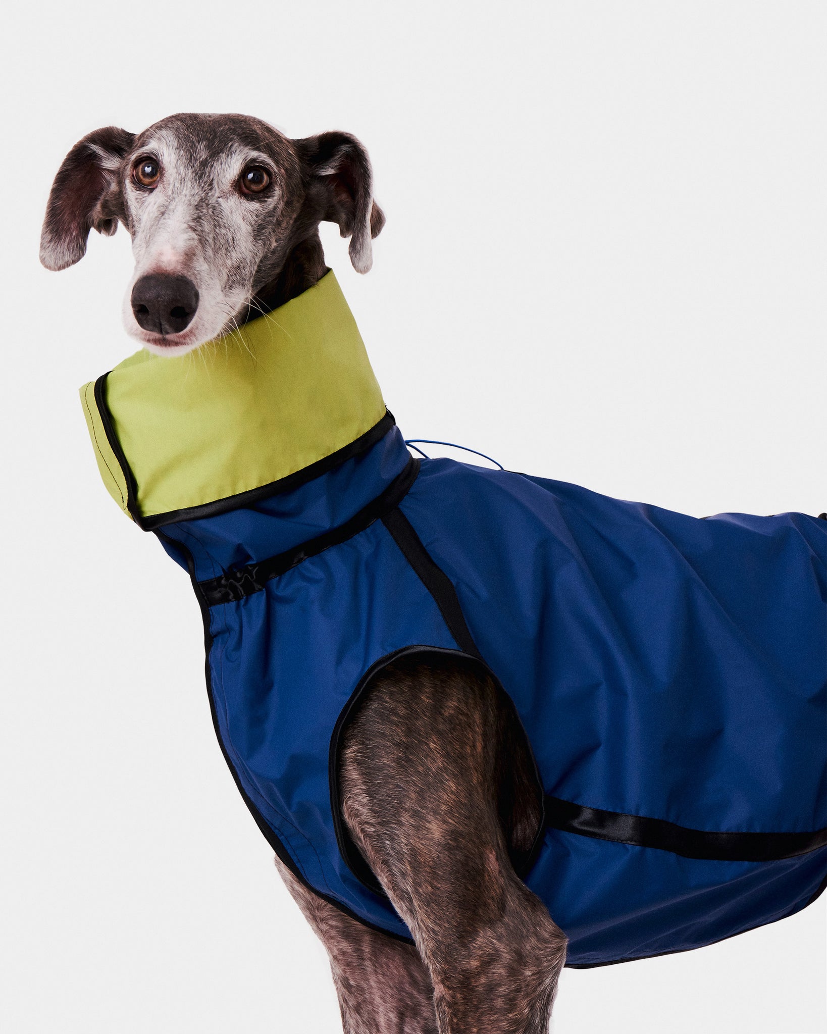 CHUBASQUERO REVERSIBLE - GALGO (ED. LIMITADA)