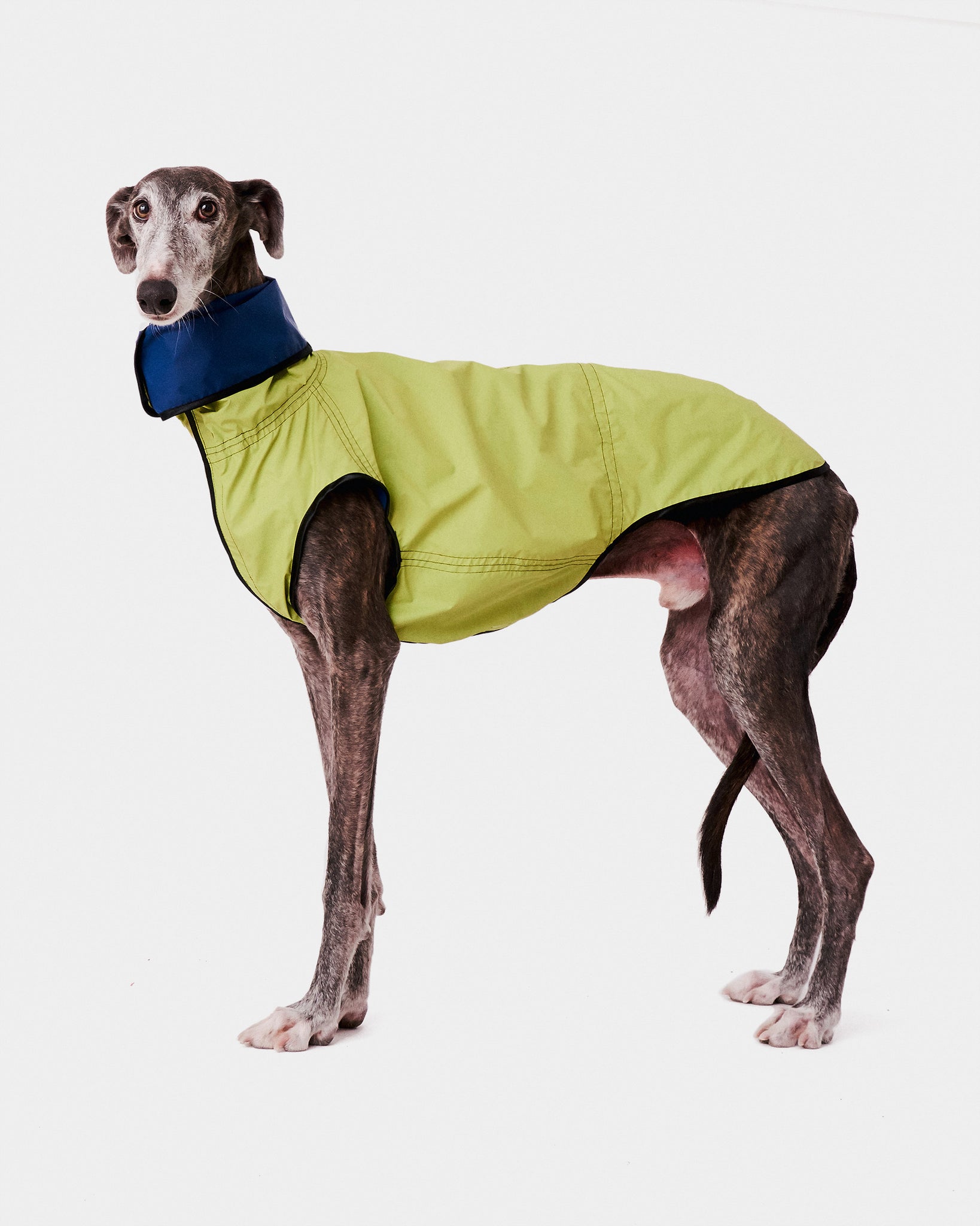 CHUBASQUERO REVERSIBLE - GALGO (ED. LIMITADA)