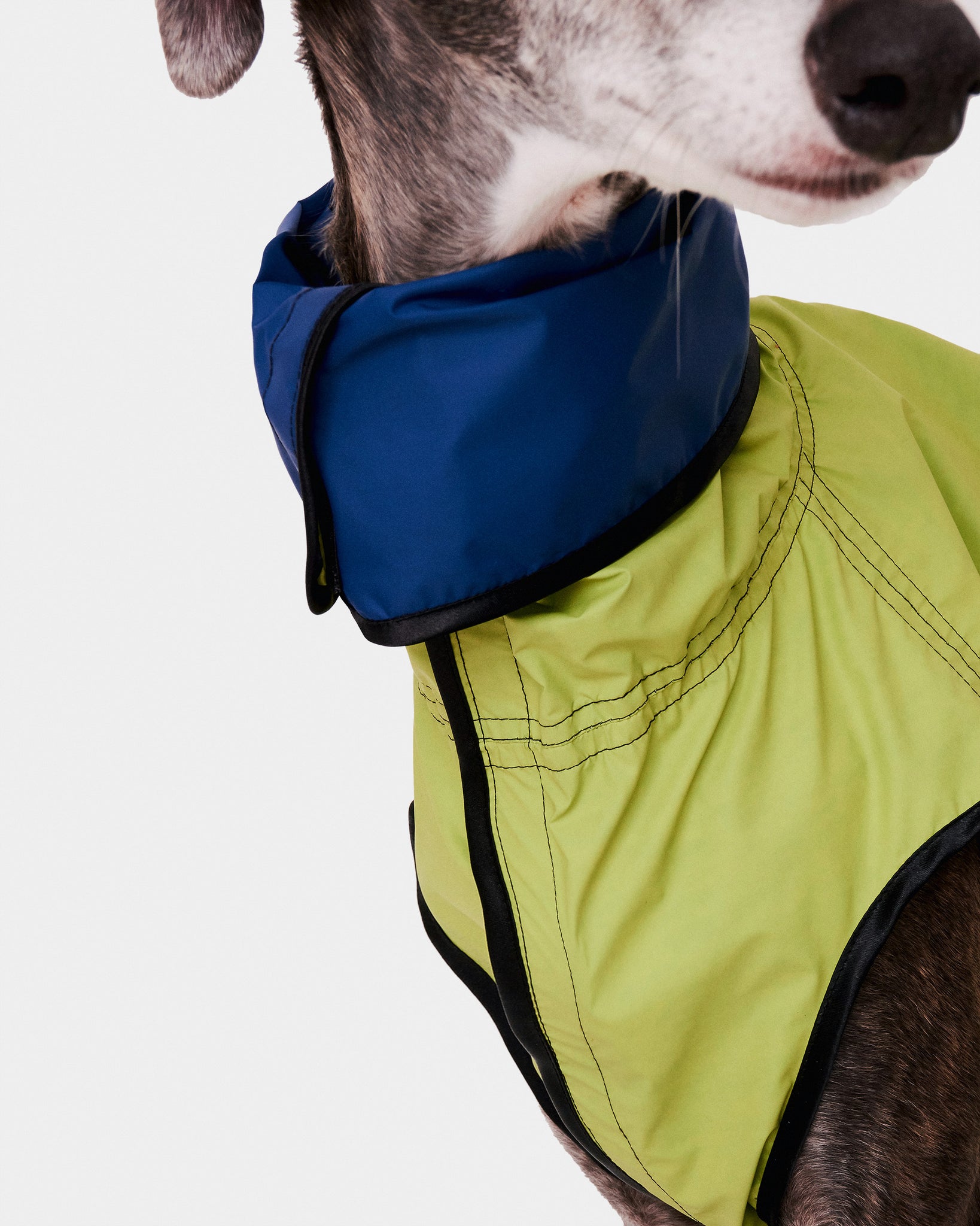 CHUBASQUERO REVERSIBLE - GALGO (ED. LIMITADA)